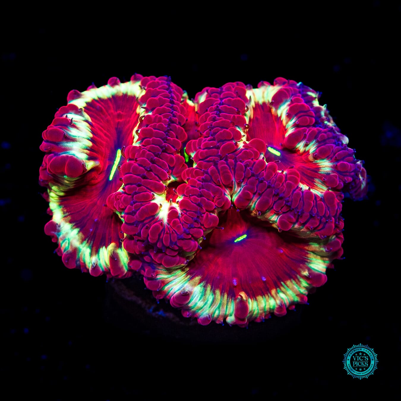Groovy Baby Blastomussa - Daylight Photo