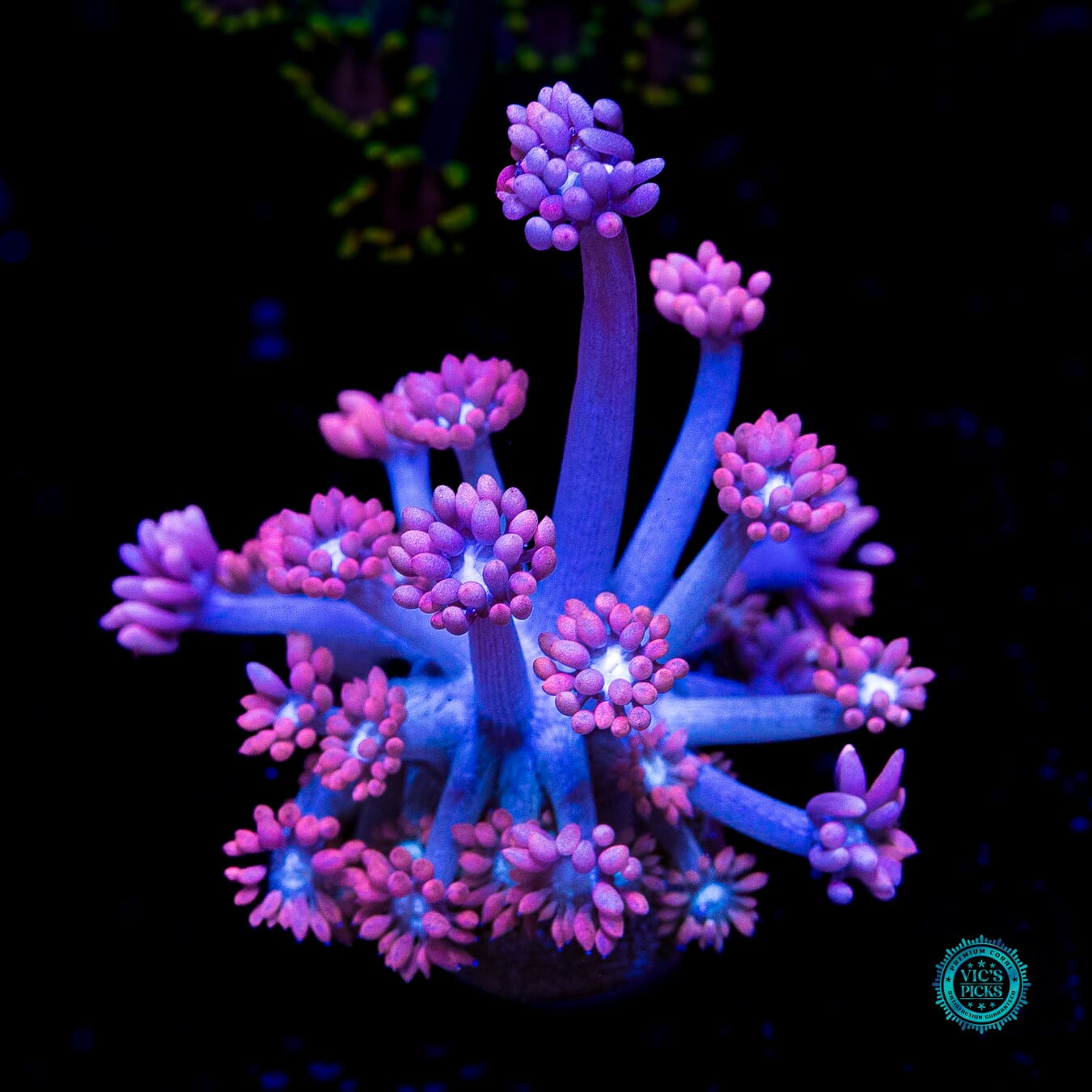 WWC Sixteen Candles Goniopora - Daylight Photo