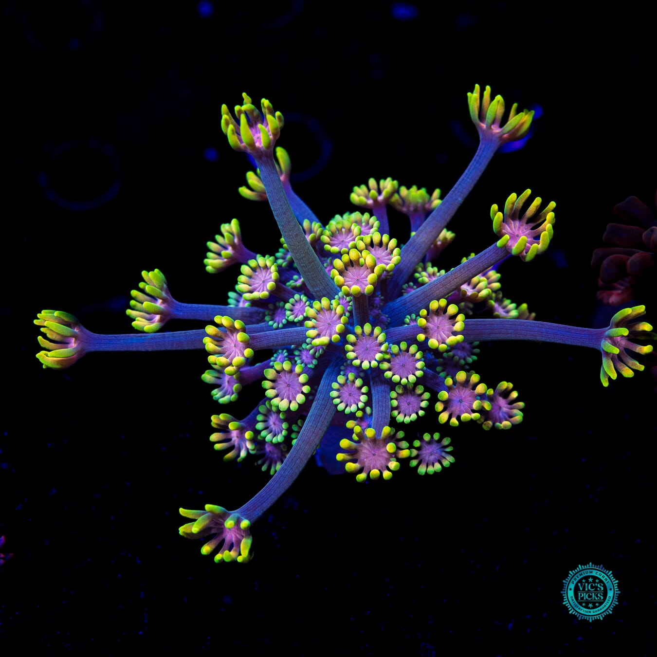 WWC Guava Berry Alveopora - Daylight Photo