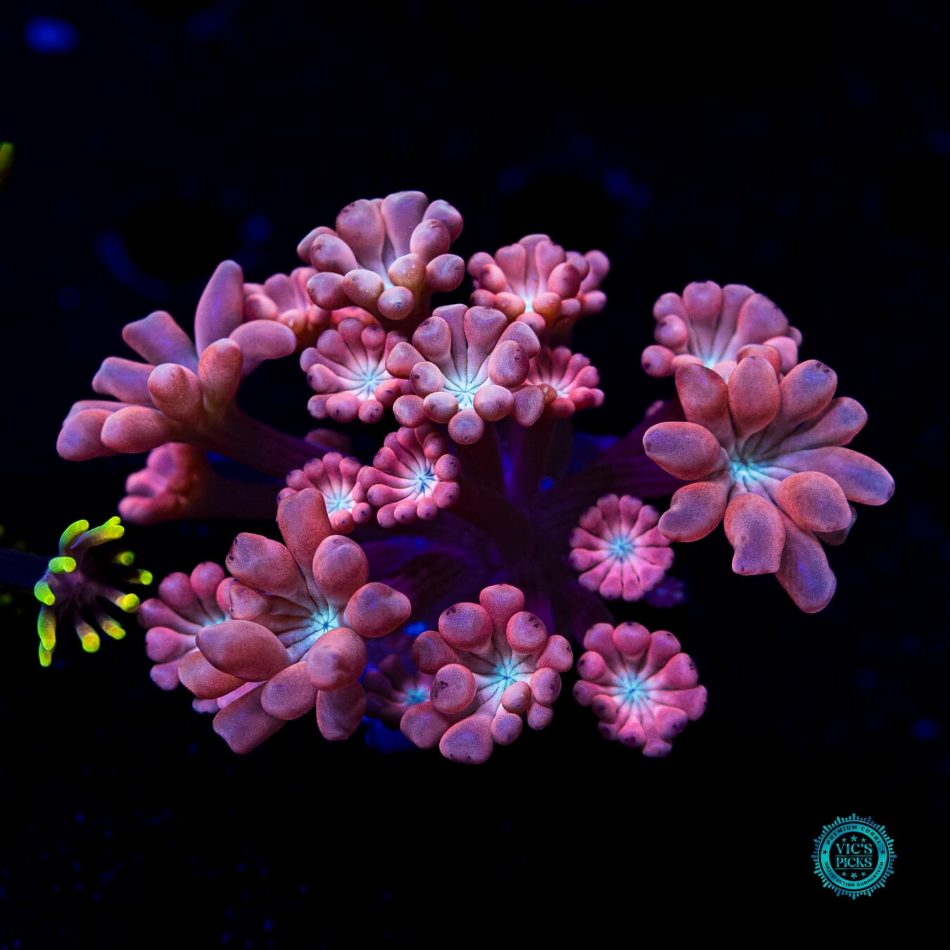 WWC Rose Hologram Alveopora - Daylight Photo