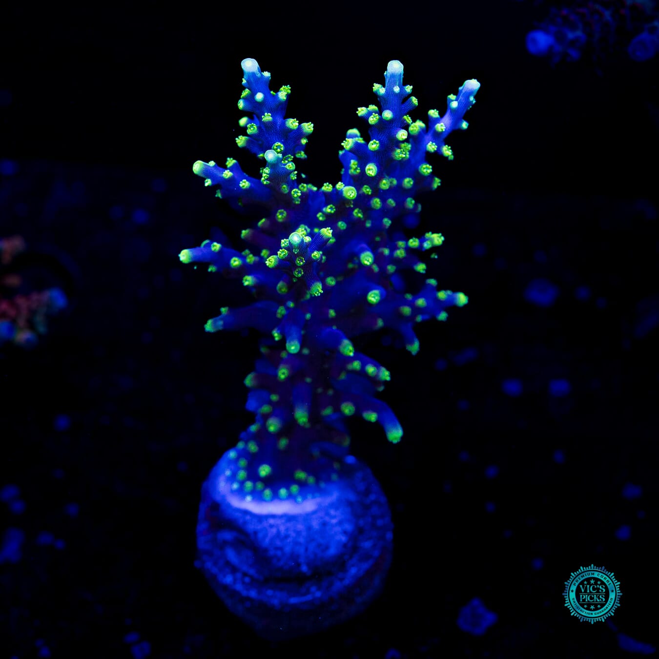 WWC Moonshine Acropora - Daylight Photo