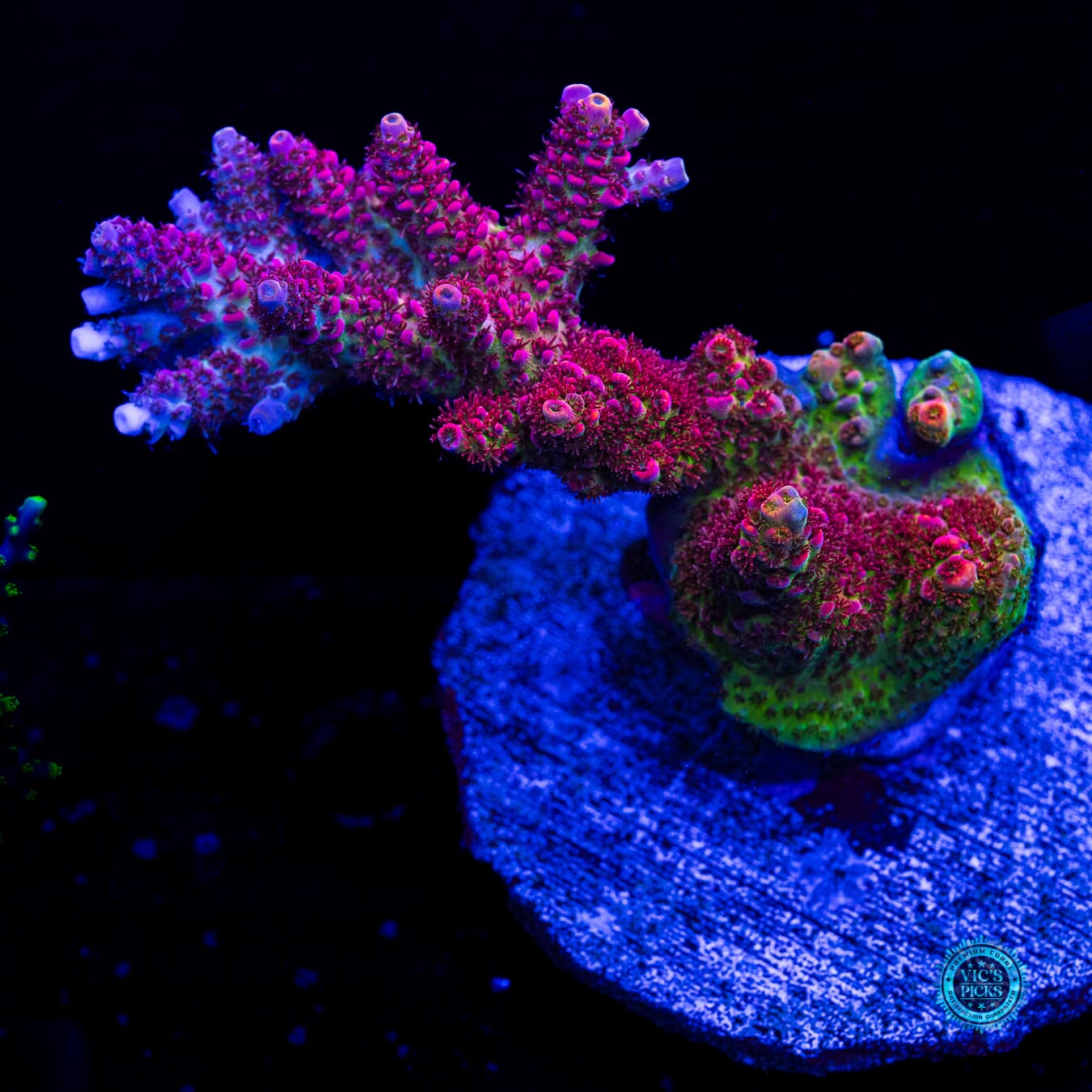 WWC Hyper Pink Acropora - Daylight Photo