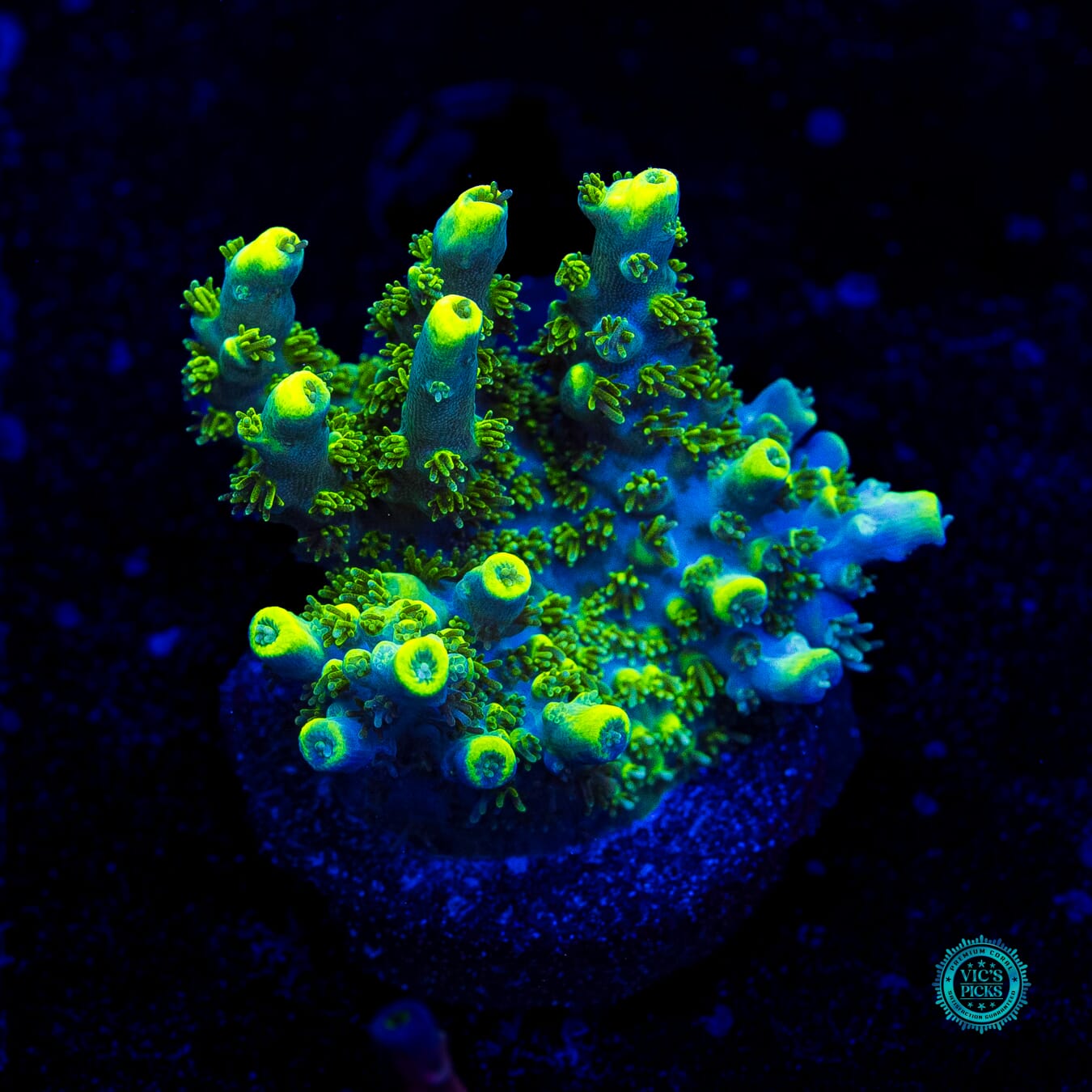 WWC Shark Bite Acropora - Daylight Photo