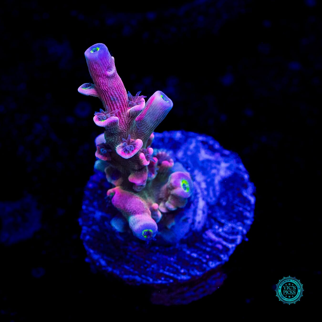 Vivid's Insanity Acropora - Daylight Photo