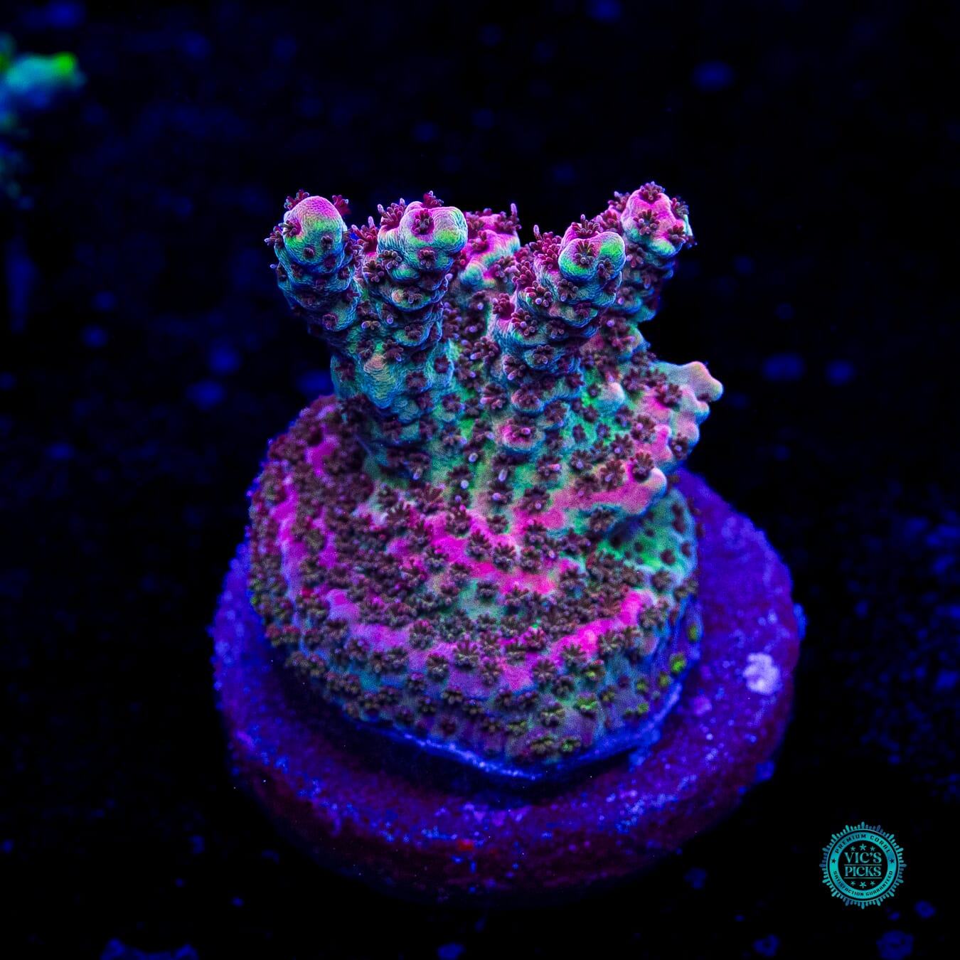 WWC Suicide Squad Acropora - Daylight Photo