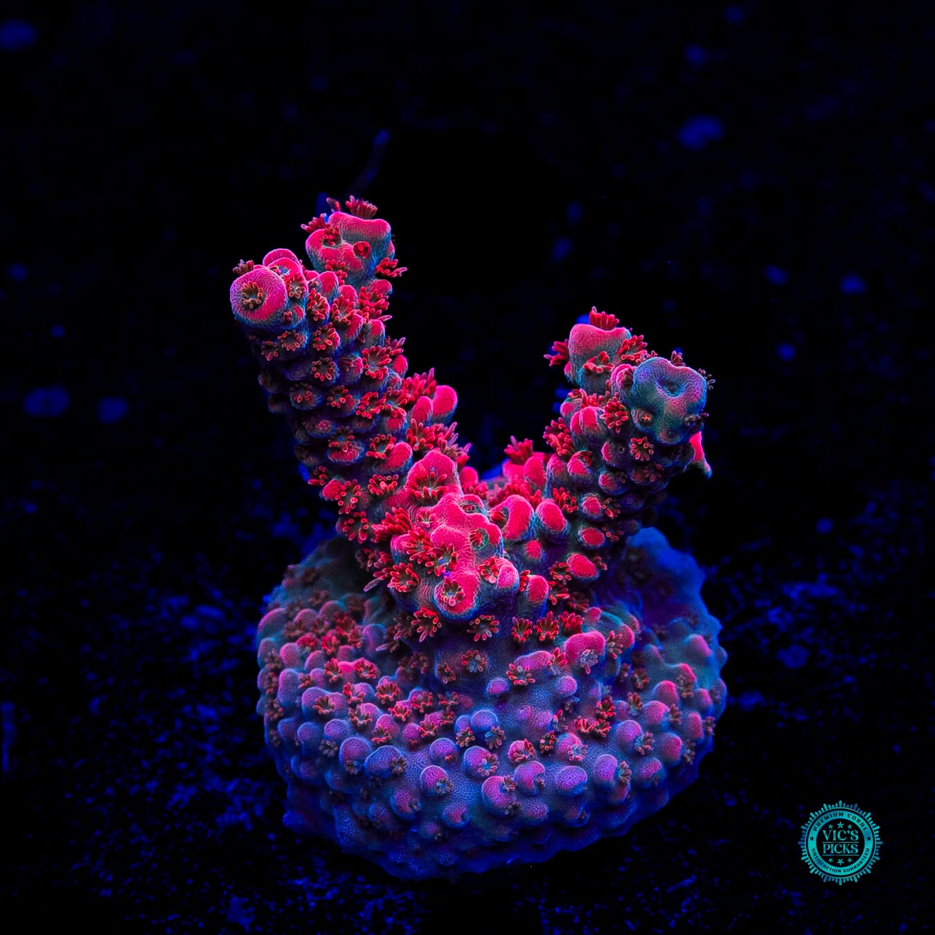 WWC Pantera Rosa Acropora - Daylight Photo