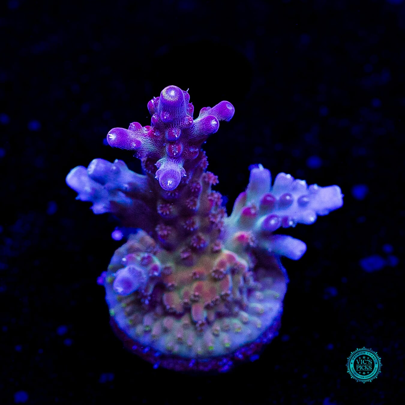 Bali Shortcake Acropora - Daylight Photo