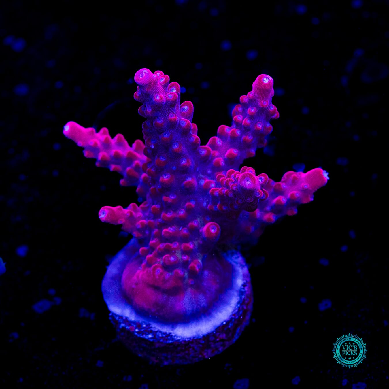 Jason Fox B-33 Bomber Acropora - Daylight Photo
