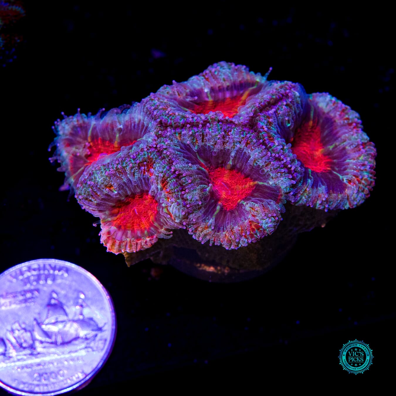 Secret Stash Aussie Lord - Actinic Photo