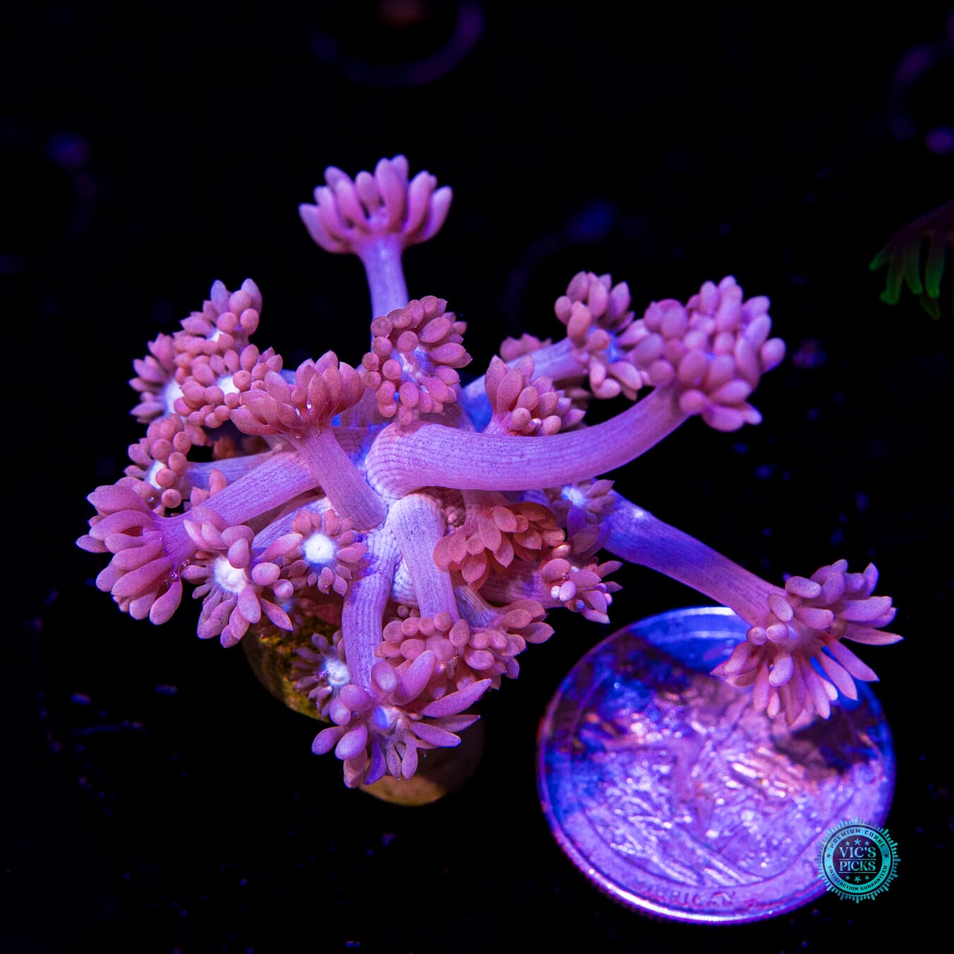 WWC Sixteen Candles Goniopora - Actinic Photo