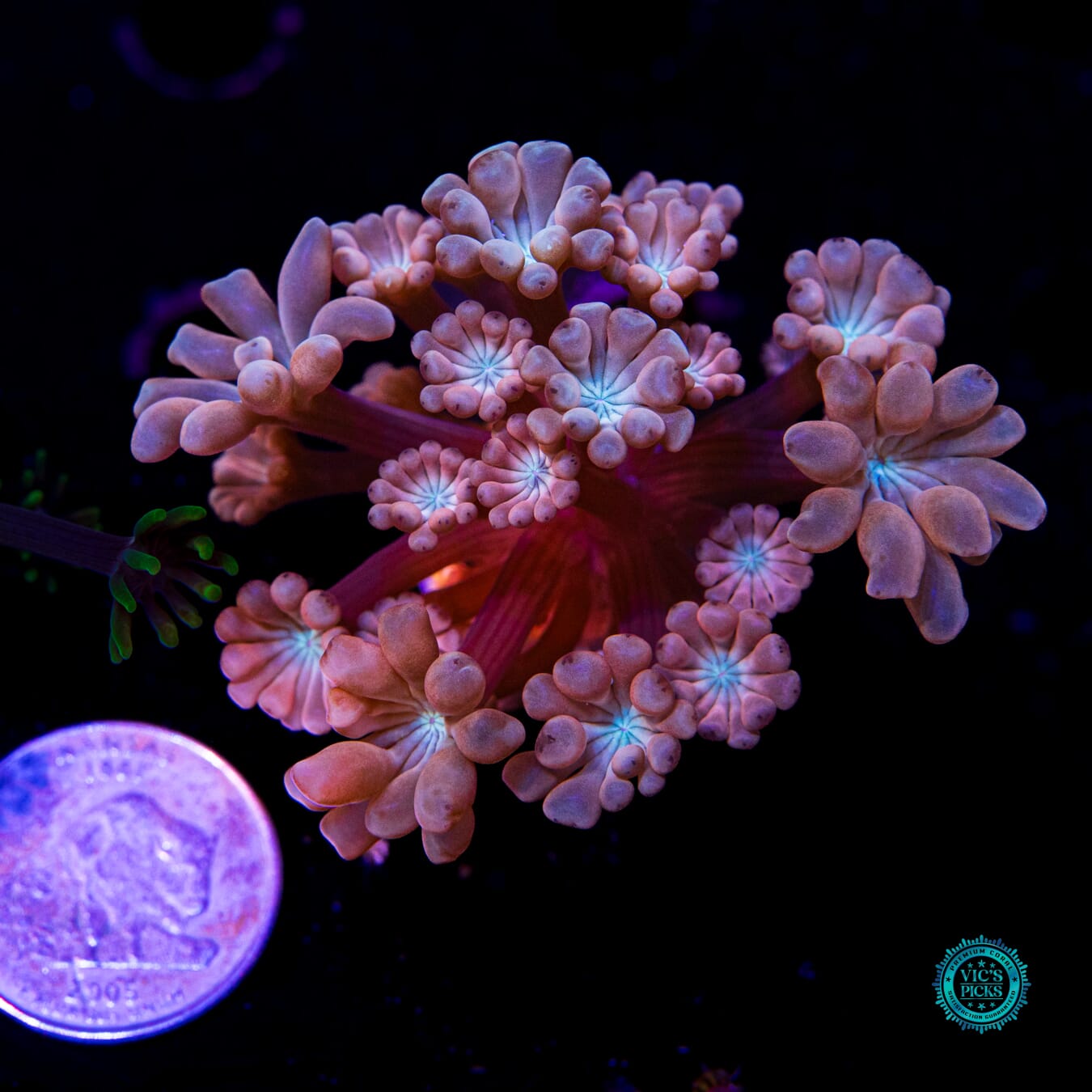 WWC Rose Hologram Alveopora - Actinic Photo