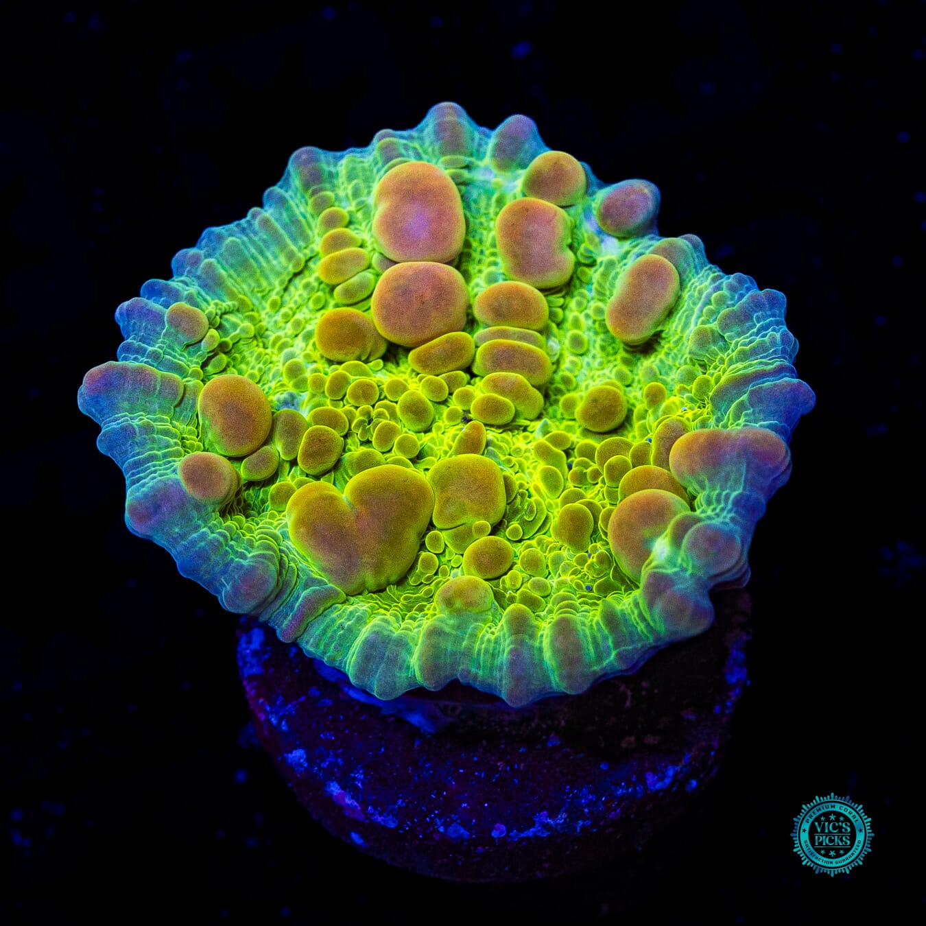 WWC Neon Cosmic Candy Bounce Chalice - Daylight Photo