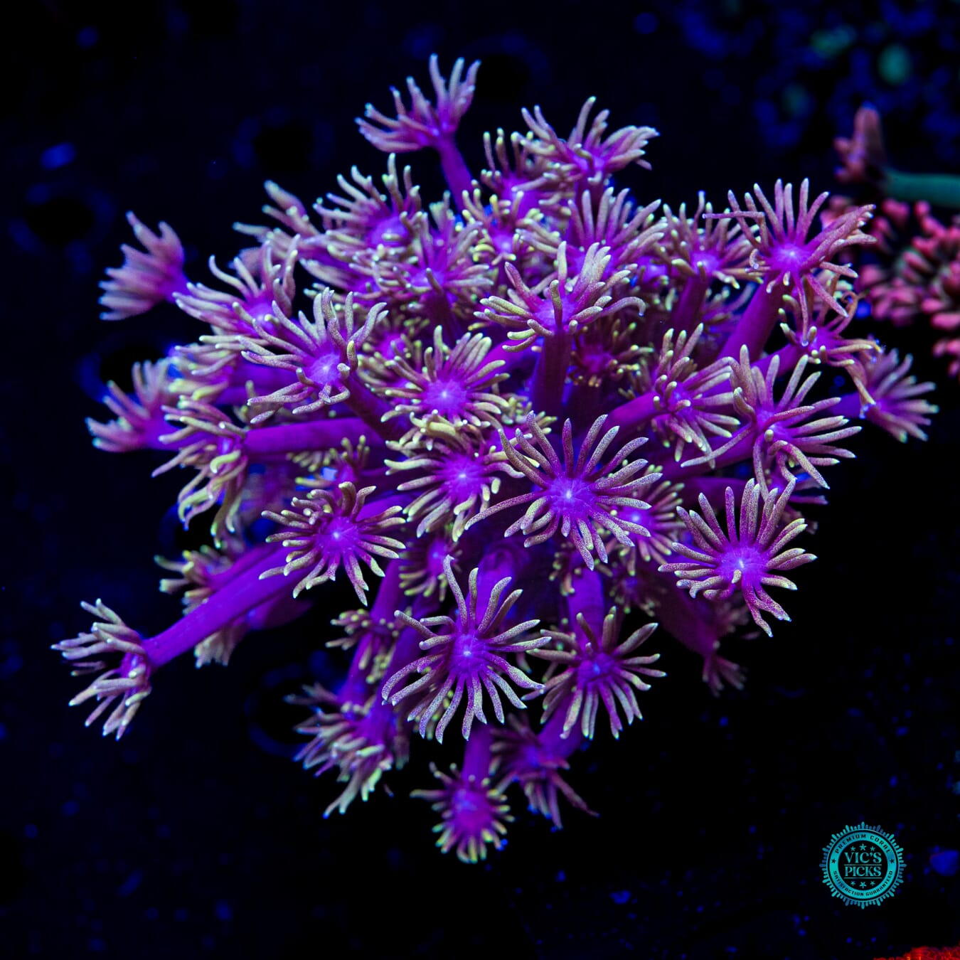 Purped Up Goniopora - Daylight Photo