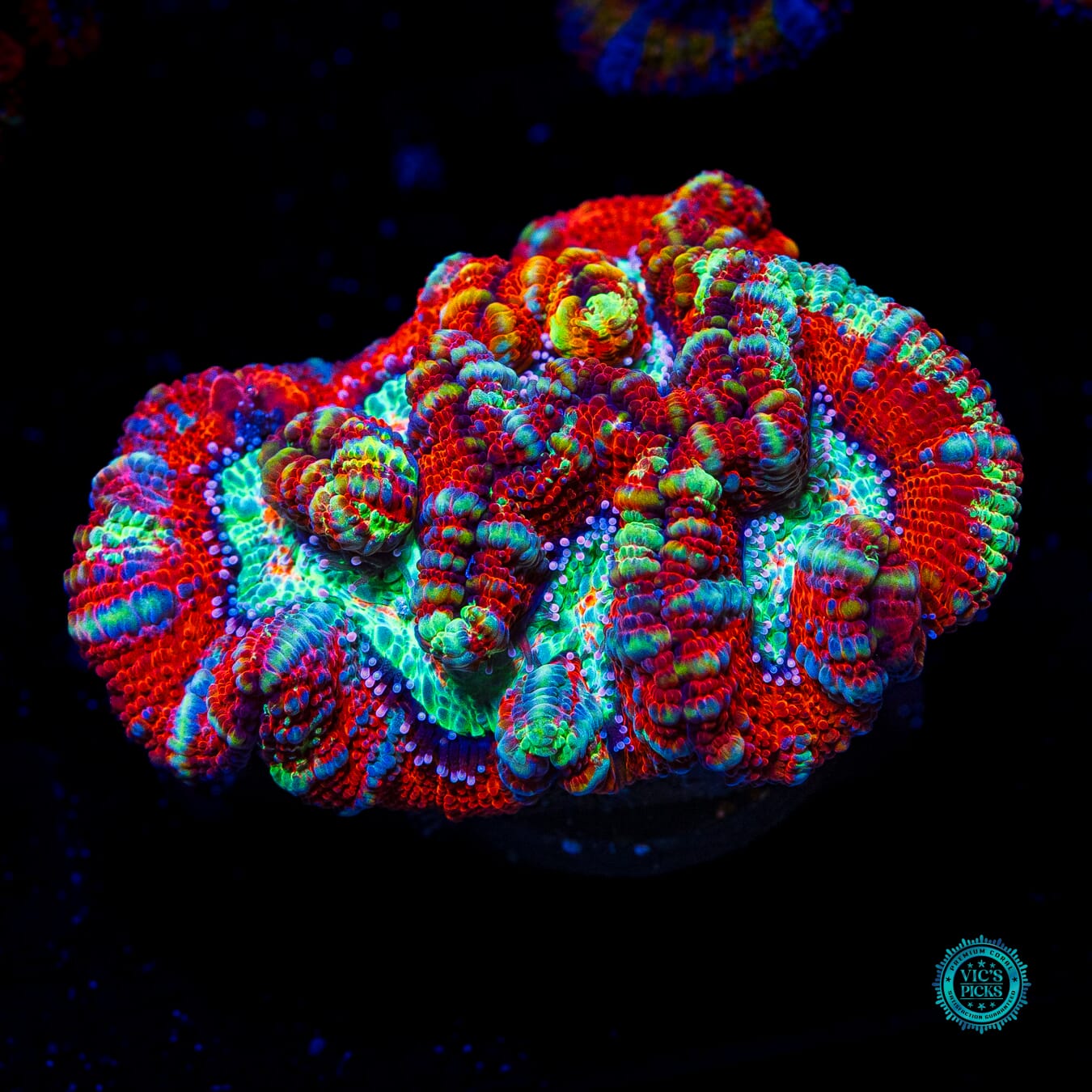 Tigers Blood Symphyllia Wilsoni - Daylight Photo