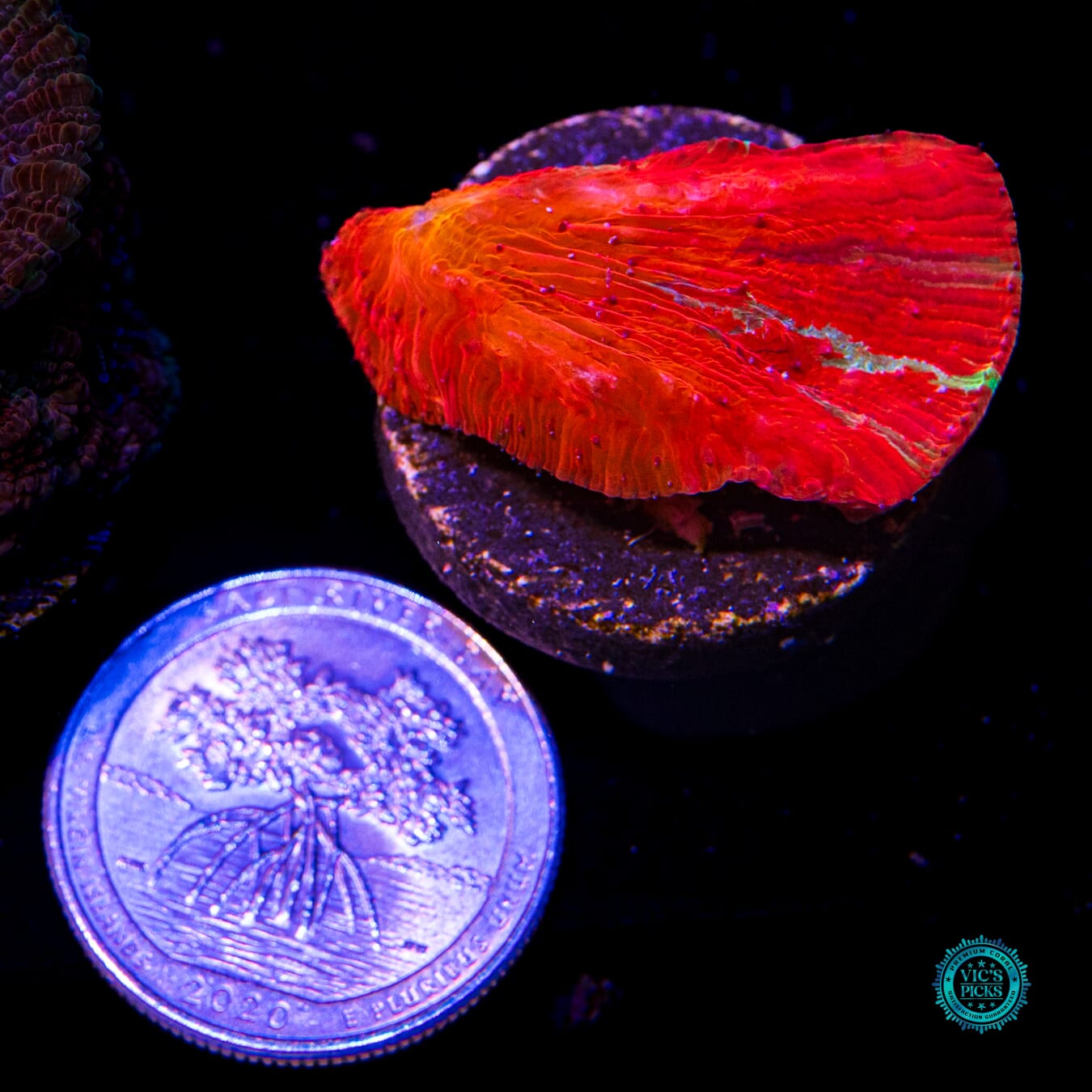WWC Diablo Diaseris - Actinic Photo