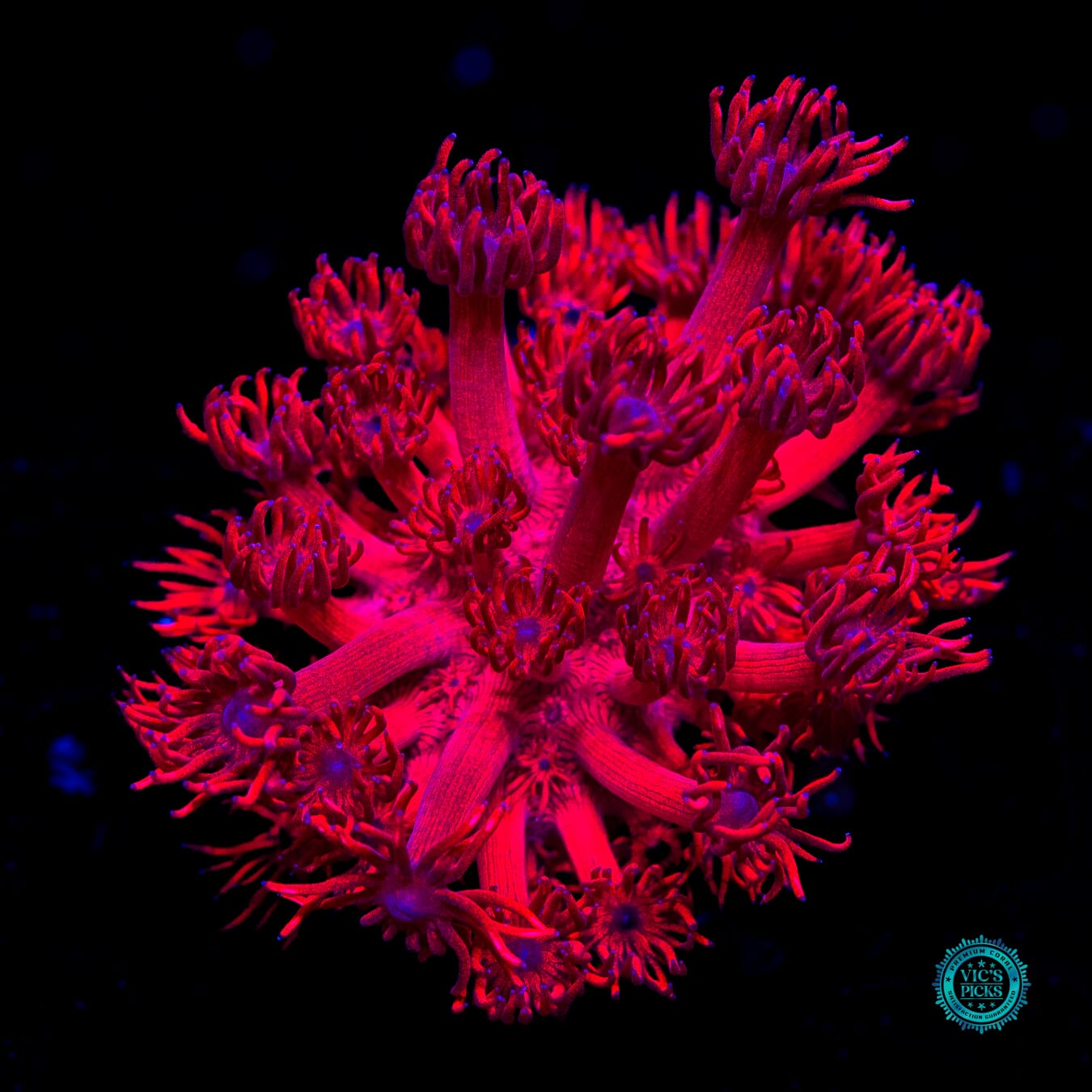 Ragin Rojo Goniopora - Daylight Photo