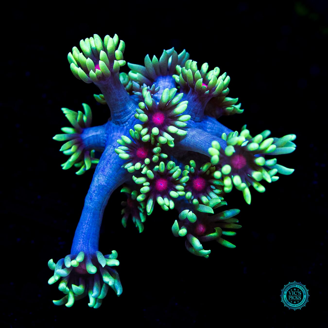 WWC Poison Nova Goniopora - Daylight Photo