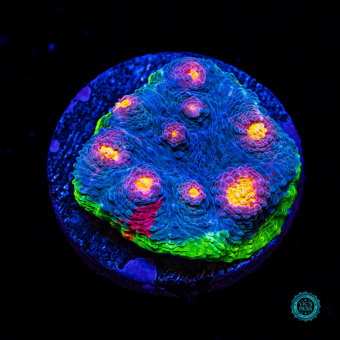 WWC Deja Blue Rainbow Chalice - Daylight Photo