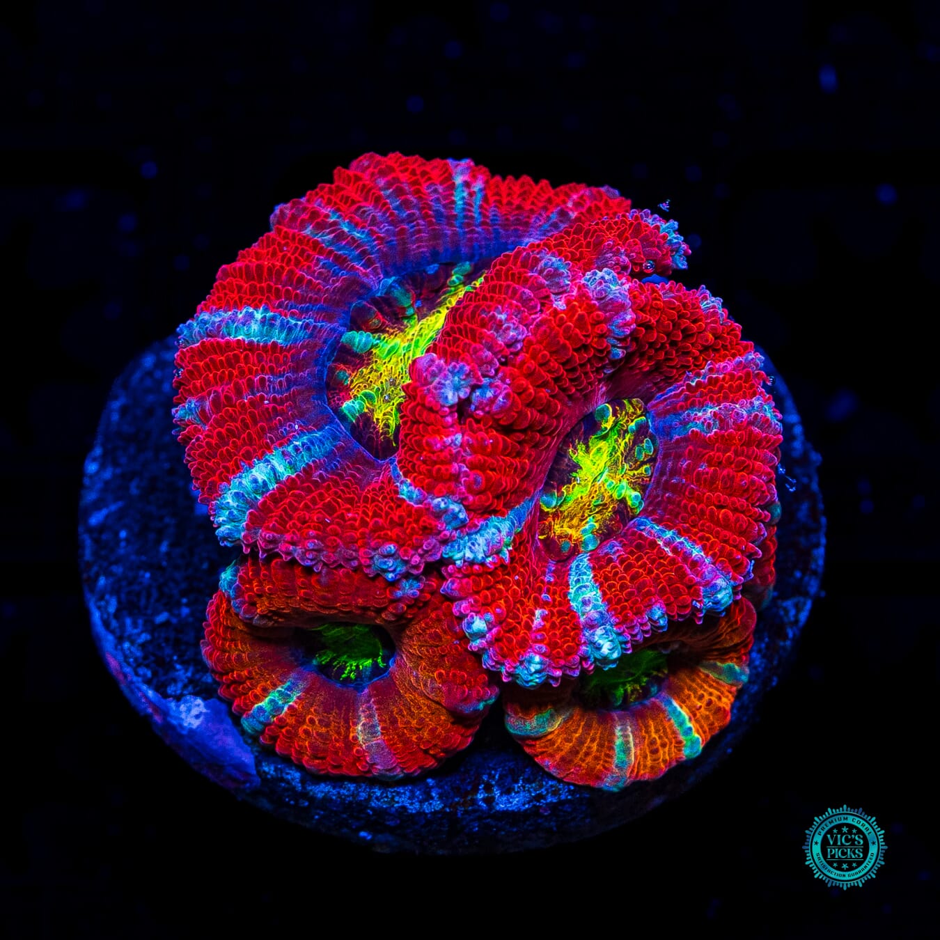 WWC Lava Bomb Aussie Lord - Daylight Photo