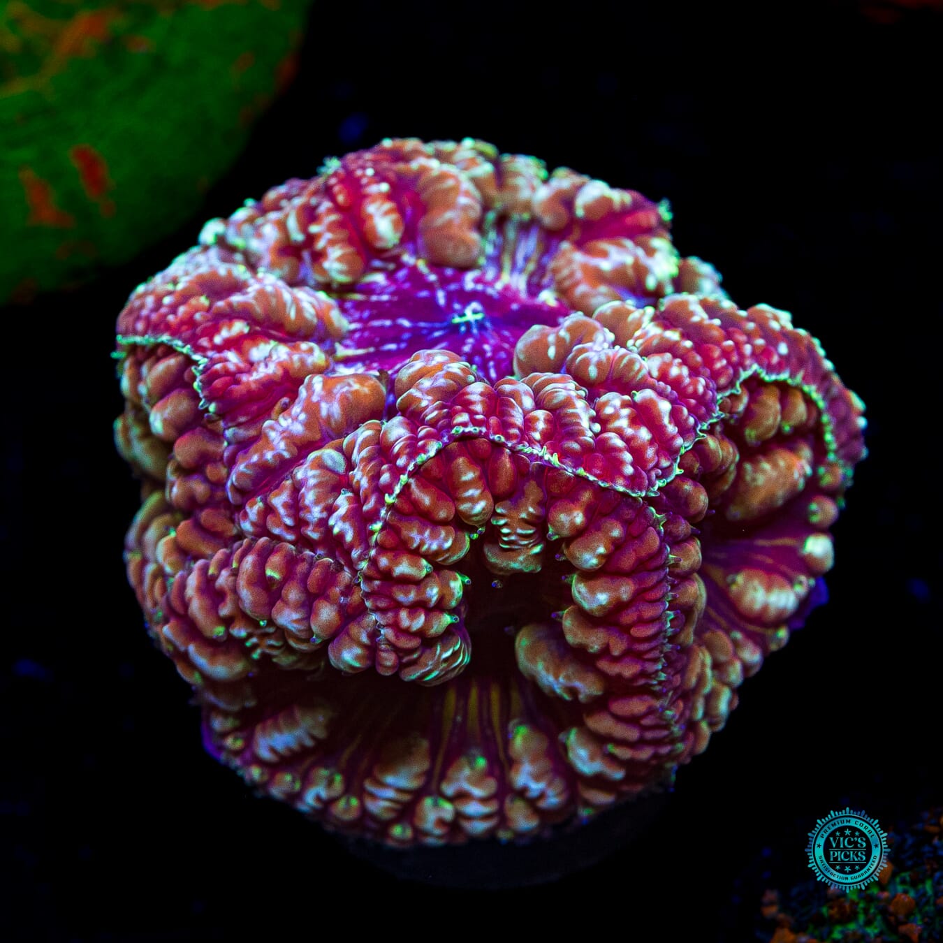 Bloodstone Blastomussa - Daylight Photo