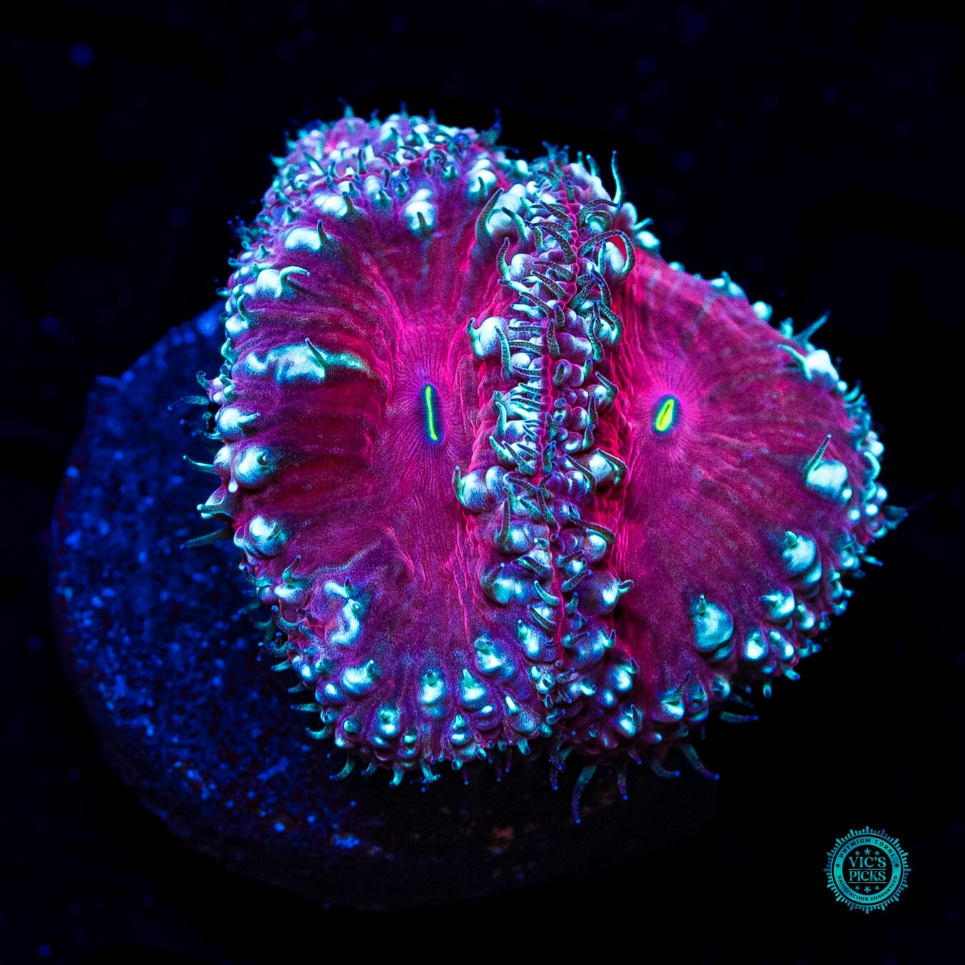 Candy Cane Lane Blastomussa - Daylight Photo
