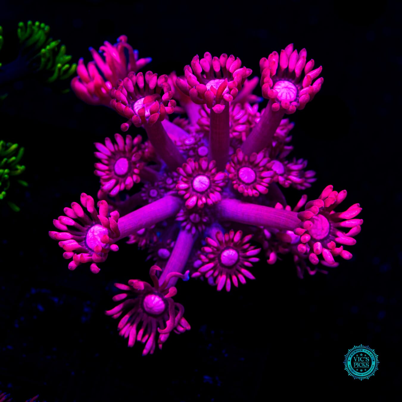Pink Lotus Goniopora - Daylight Photo
