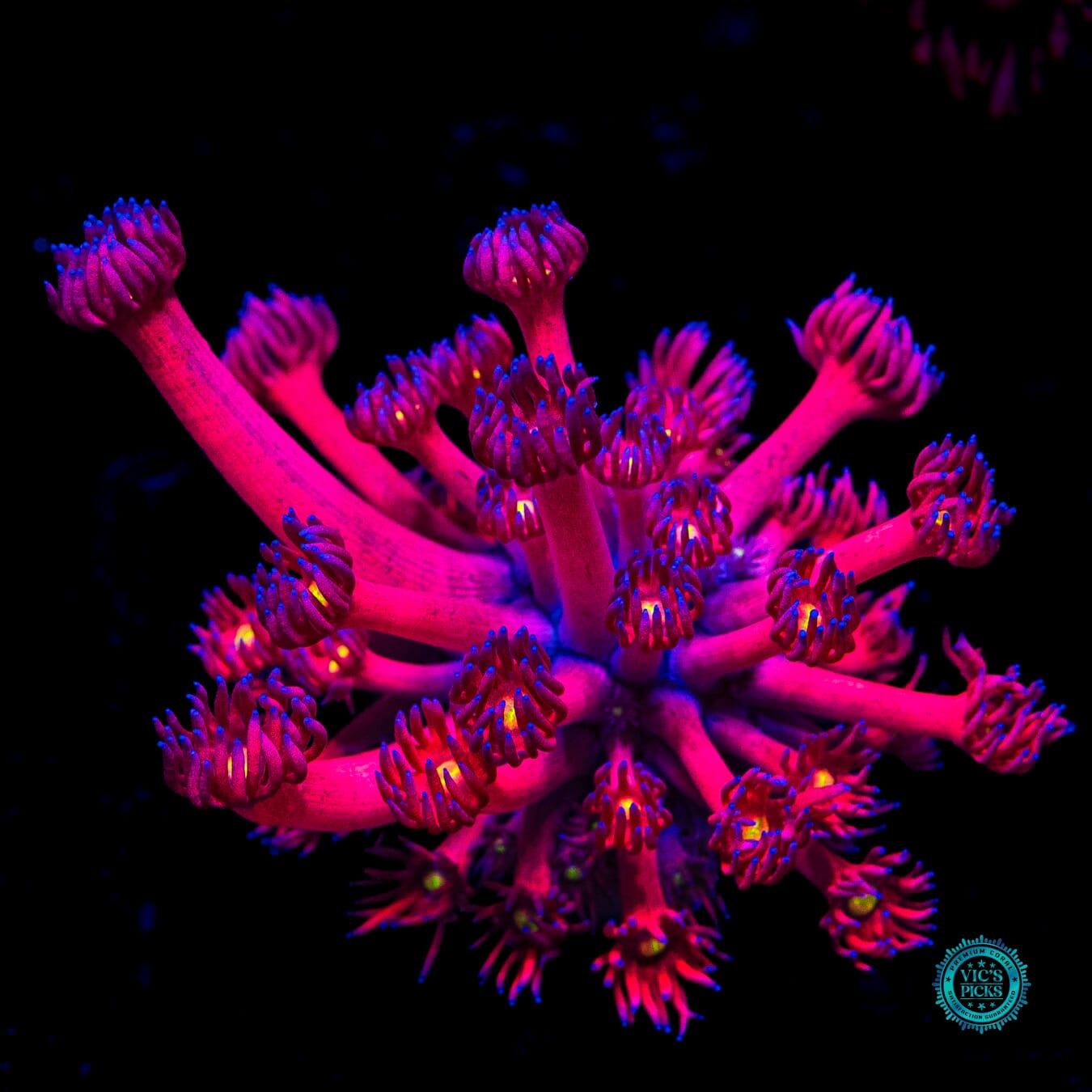 WWC Berry Bonkers Goniopora - Daylight Photo