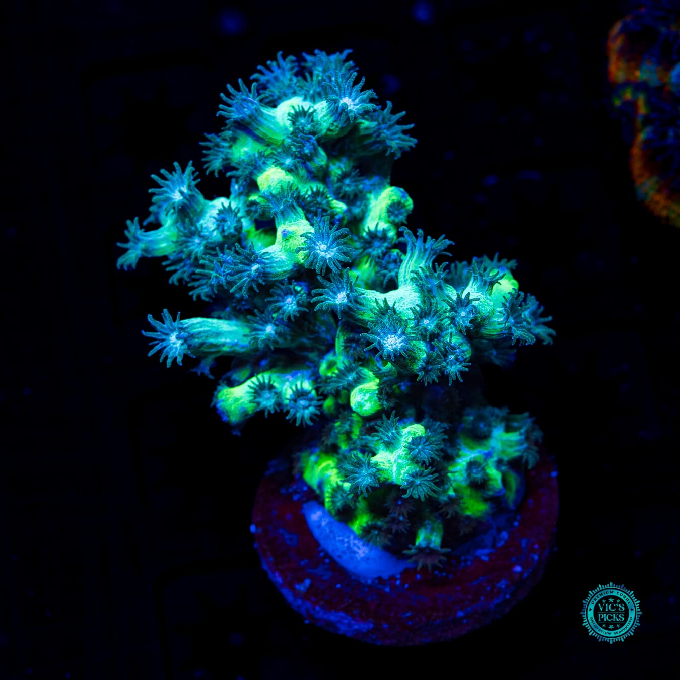 UC Eternal Branching Cyphastrea - Daylight Photo