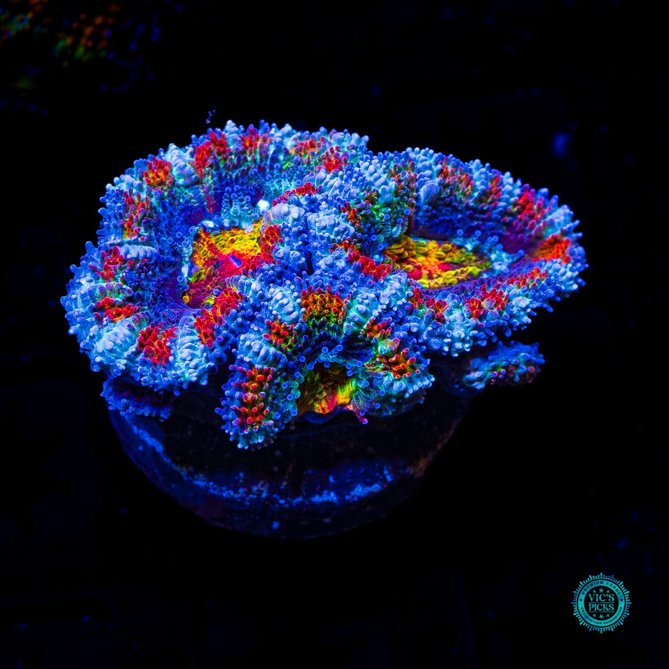 Unicorn Poop Aussie Lord - Daylight Photo