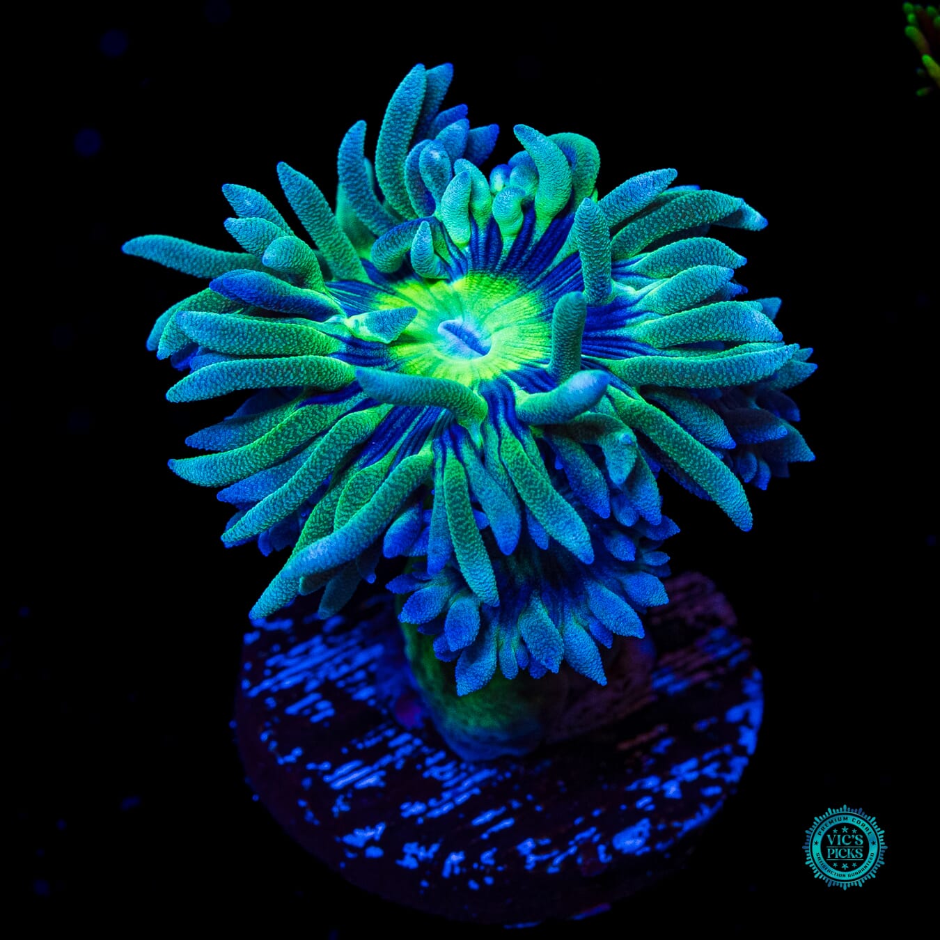 WWC Dream Catcher Duncan - Daylight Photo