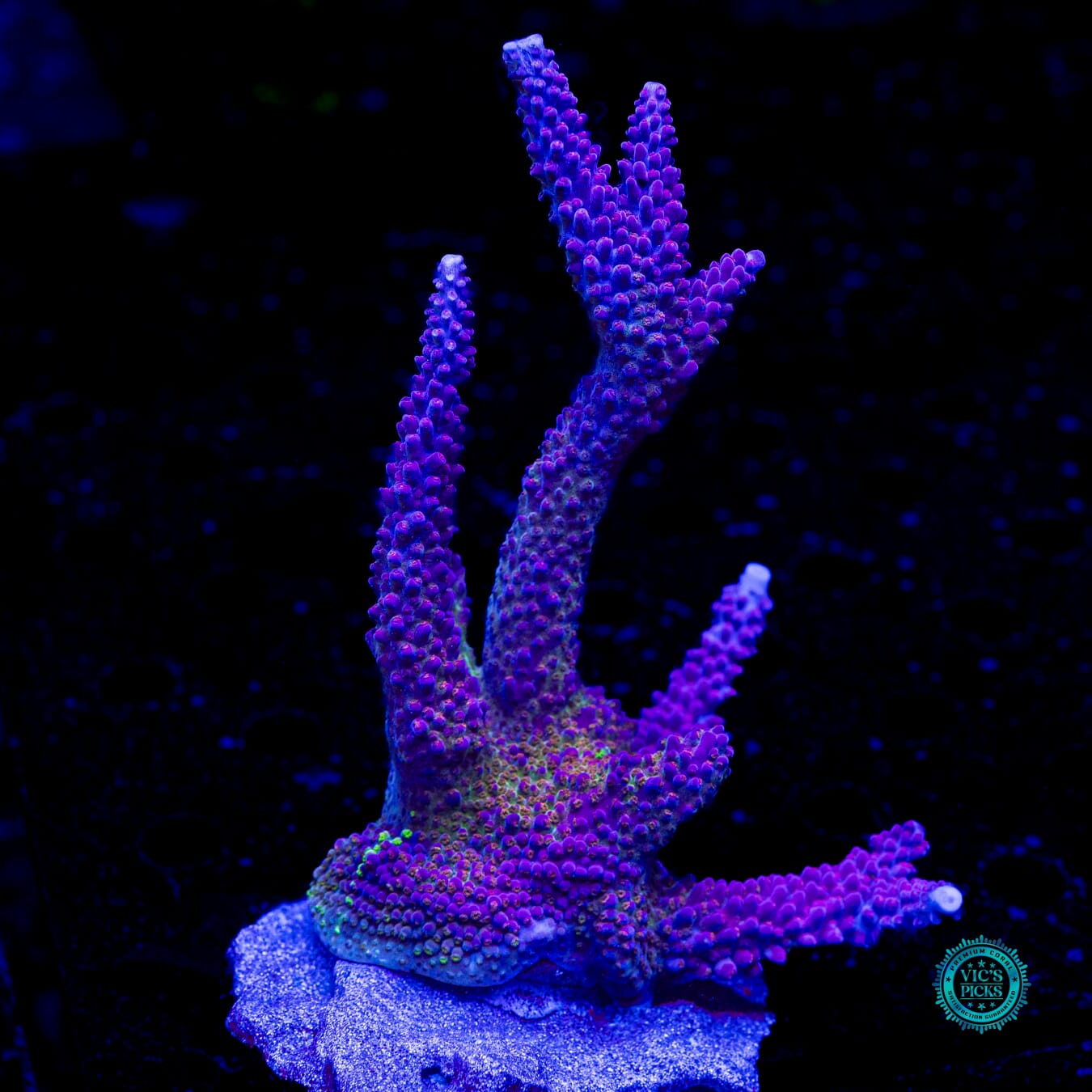 WWC Dreamweaver Acropora - Daylight Photo