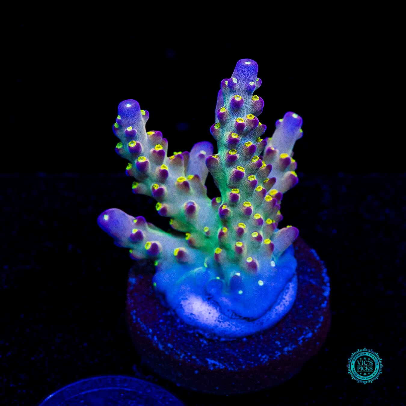 Jason Fox Fantasy Island Acropora - Daylight Photo