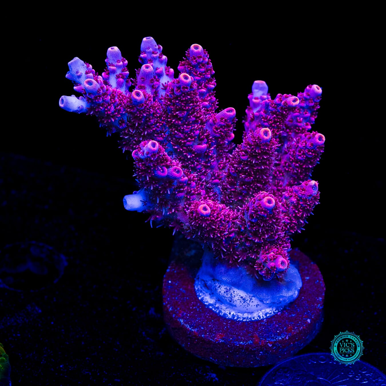 WWC Ruby Runner Acropora - Daylight Photo