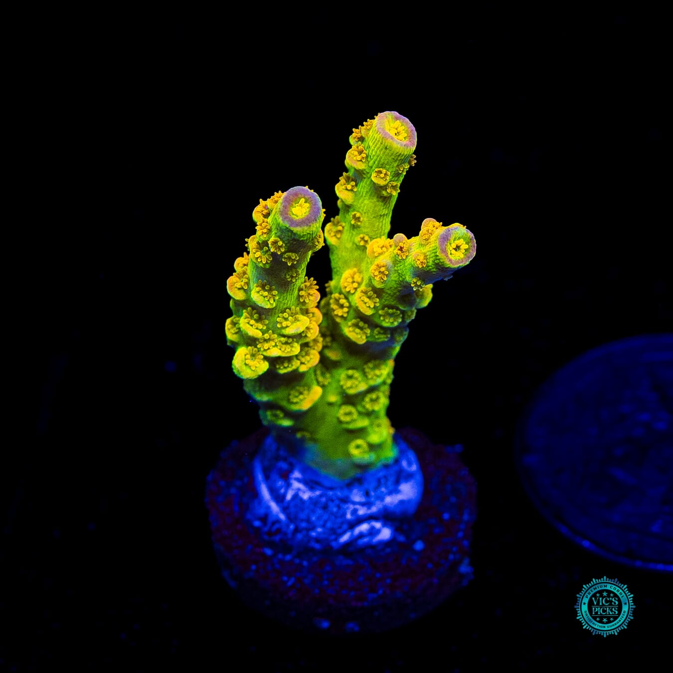 WD Tenuis Acropora - Daylight Photo