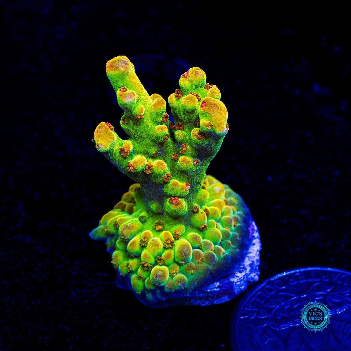 WWC Budgie Smuggler Acropora - Daylight Photo
