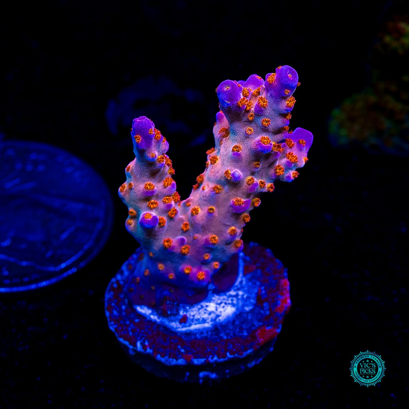 WWC All Star Acropora - Daylight Photo