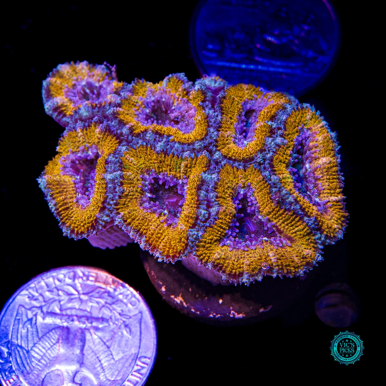 Golden Monkey Aussie Lord - Actinic Photo