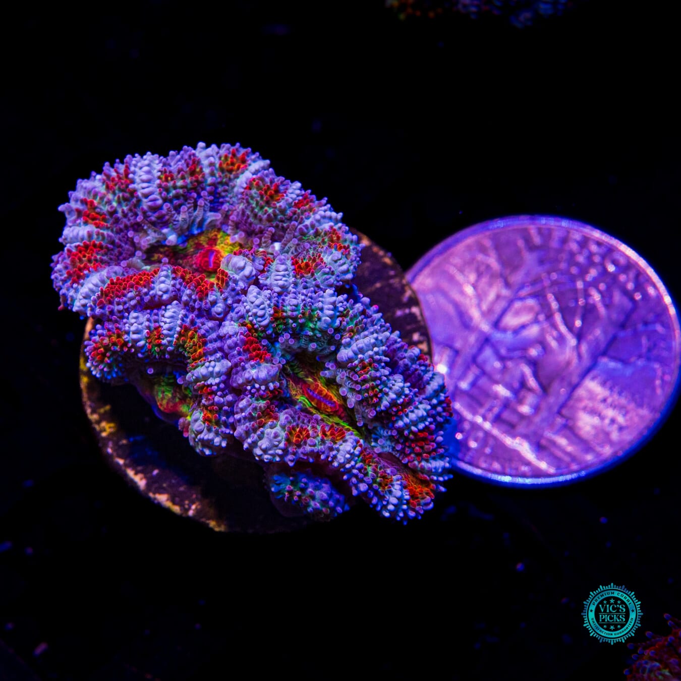 Unicorn Poop Aussie Lord - Actinic Photo