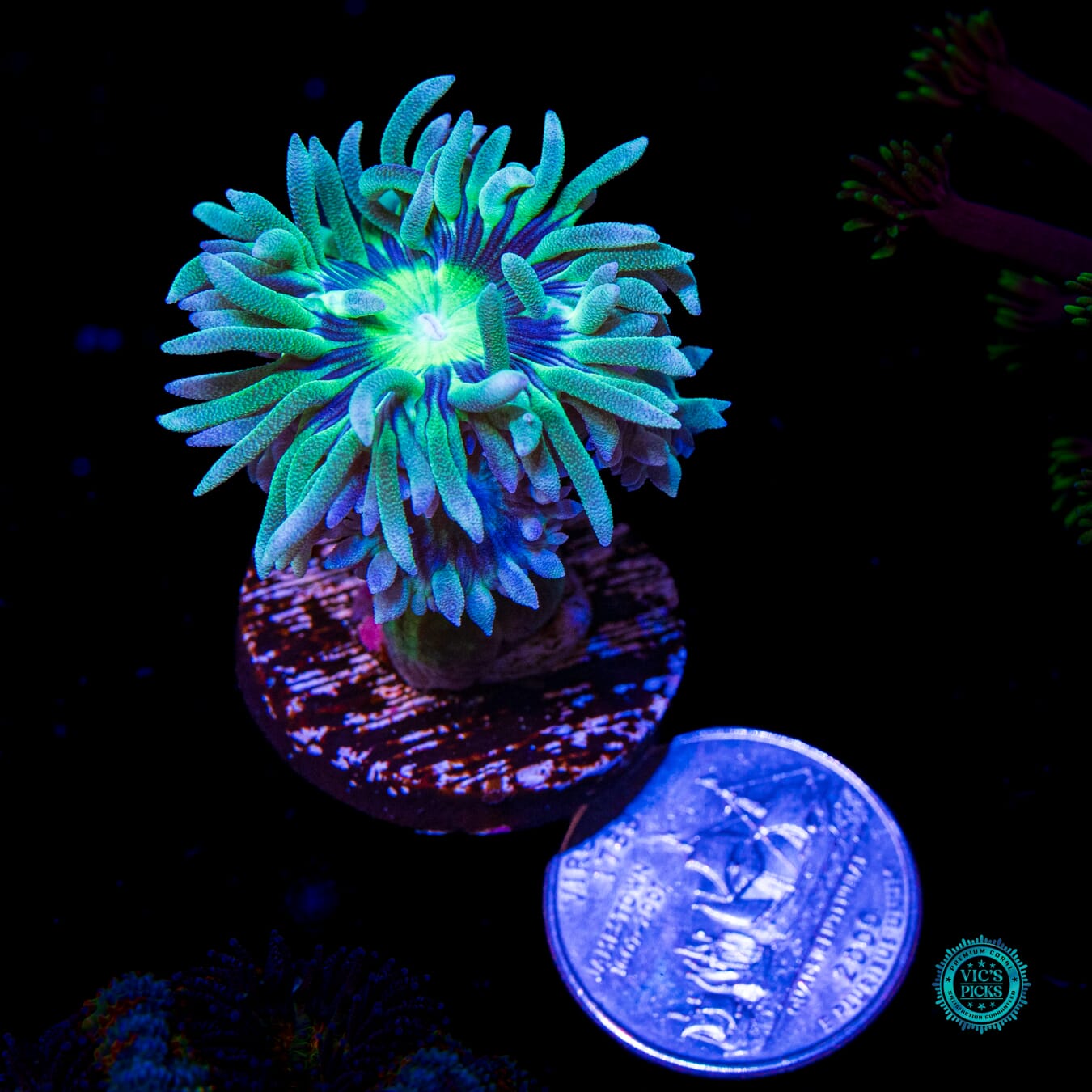 WWC Dream Catcher Duncan - Actinic Photo