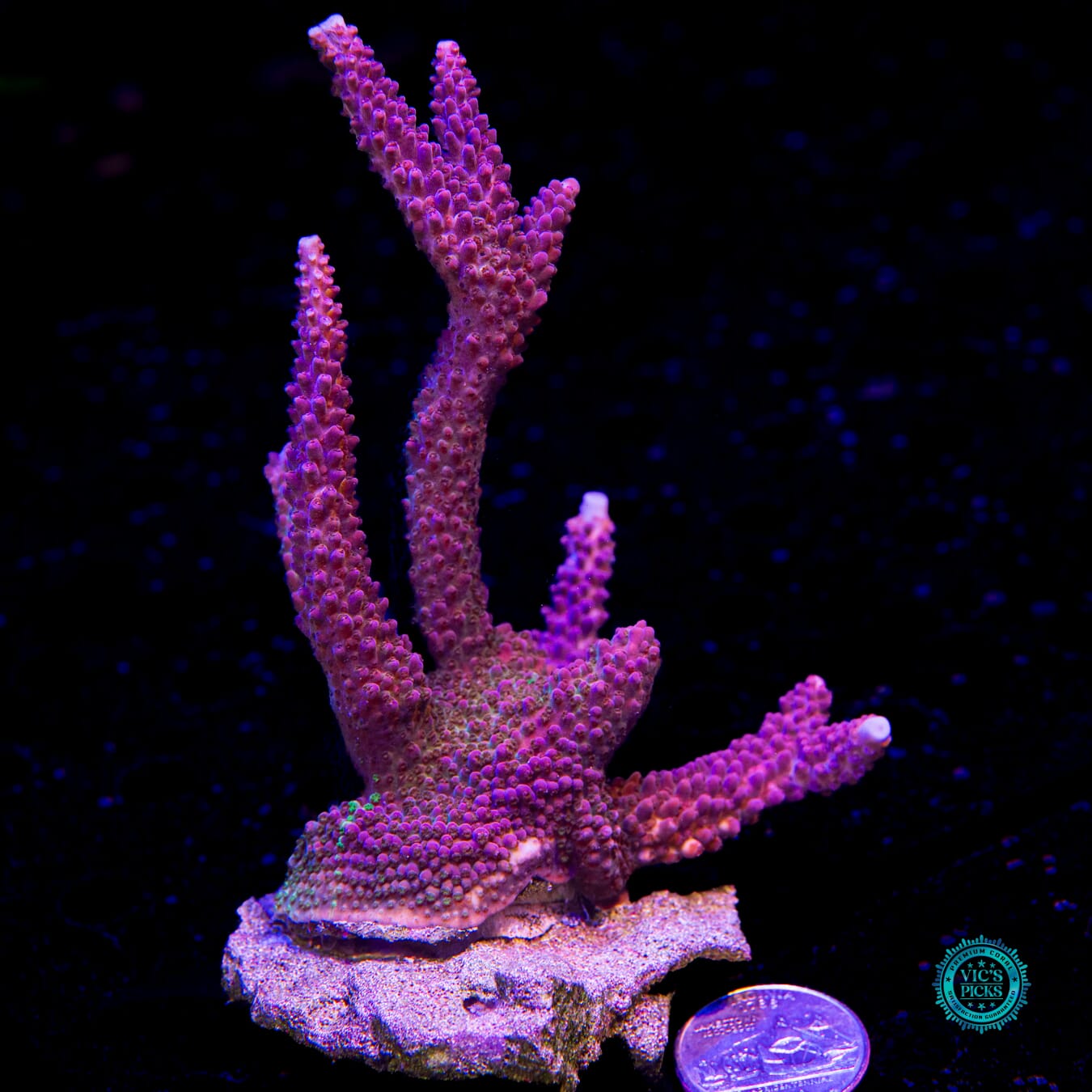 WWC Dreamweaver Acropora - Actinic Photo