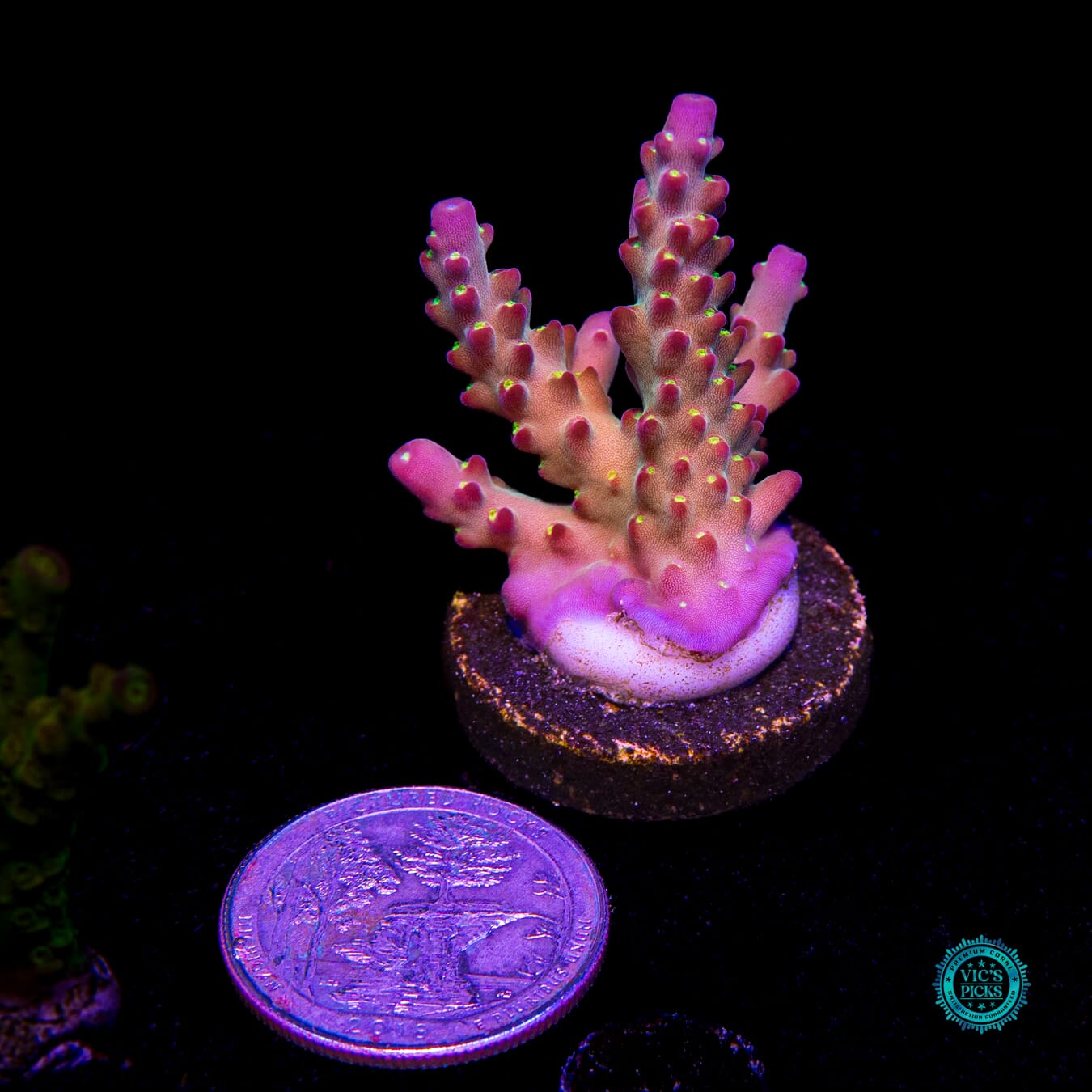 Jason Fox Fantasy Island Acropora - Actinic Photo