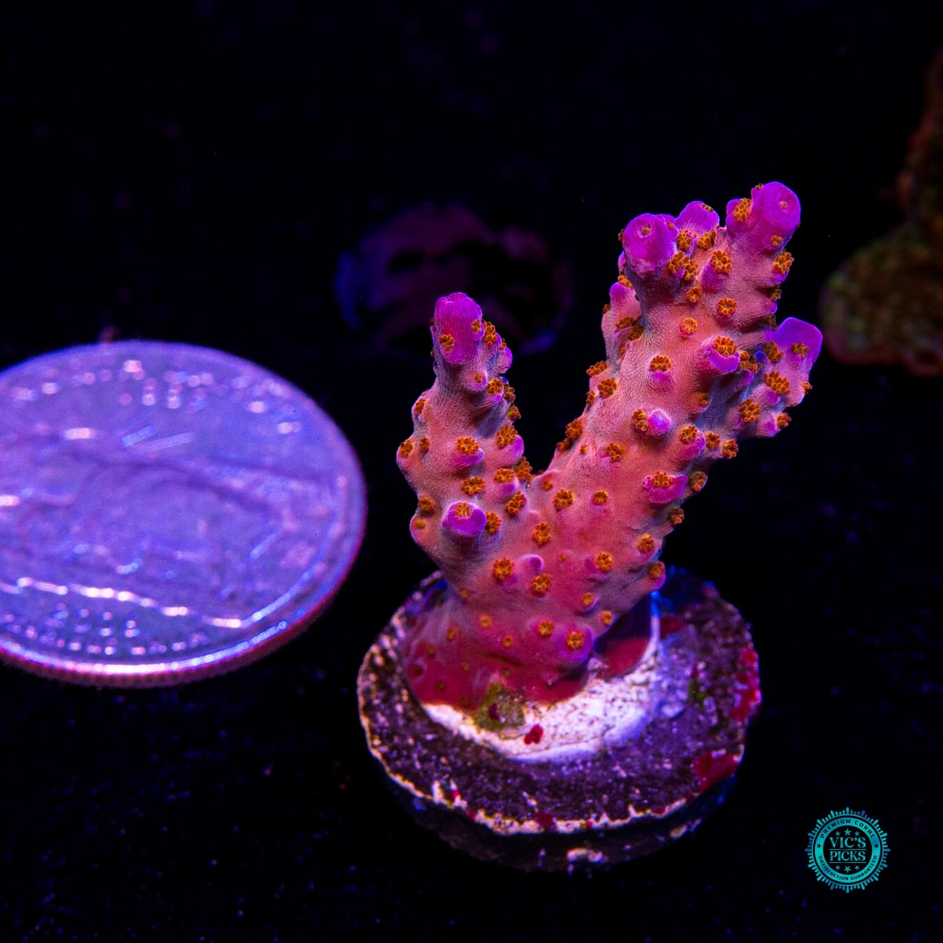 WWC All Star Acropora - Actinic Photo