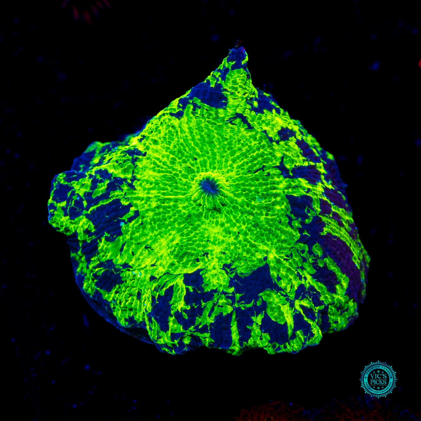 Kryptonite Disco Mushroom - Daylight Photo