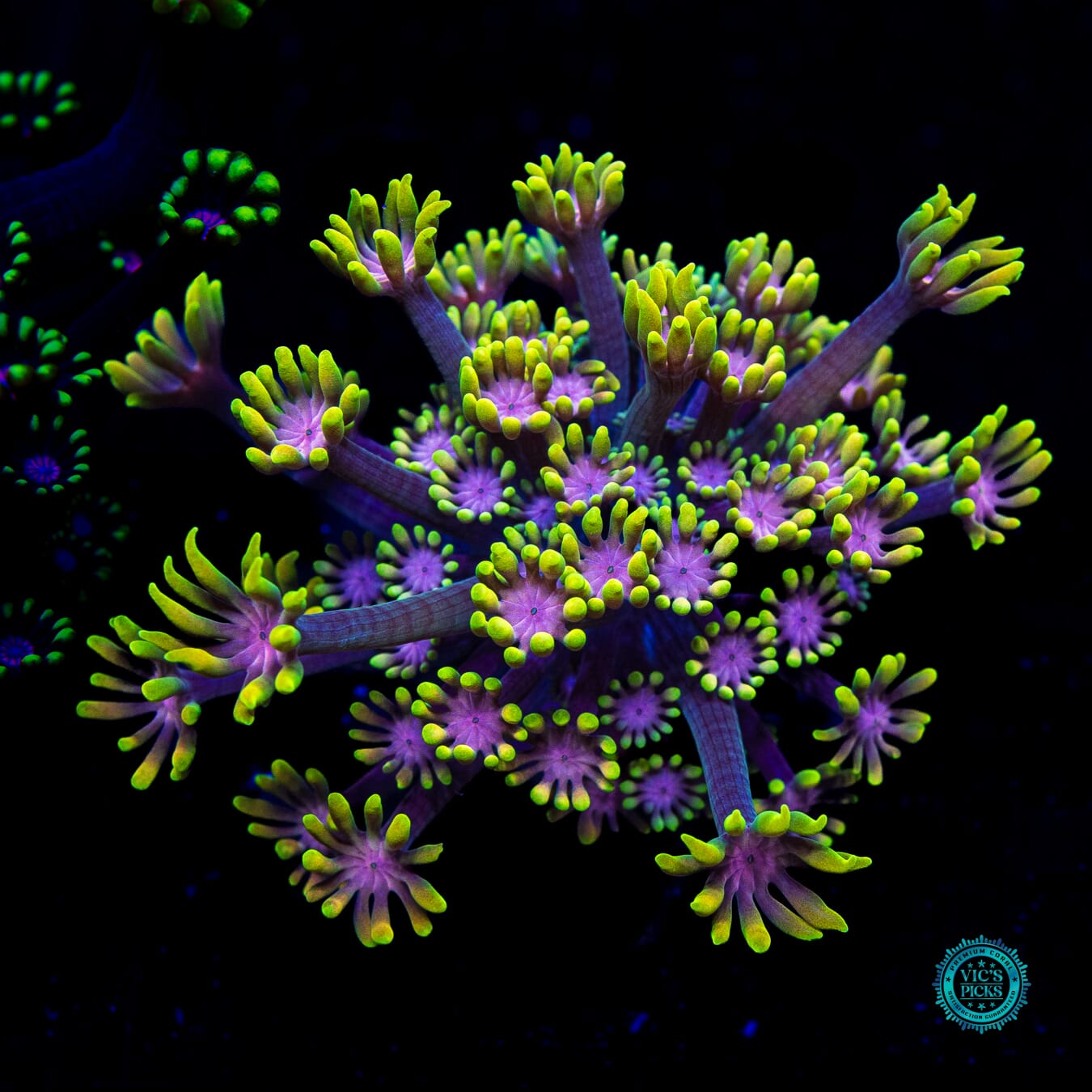 WWC Guava Berry Alveopora - Daylight Photo