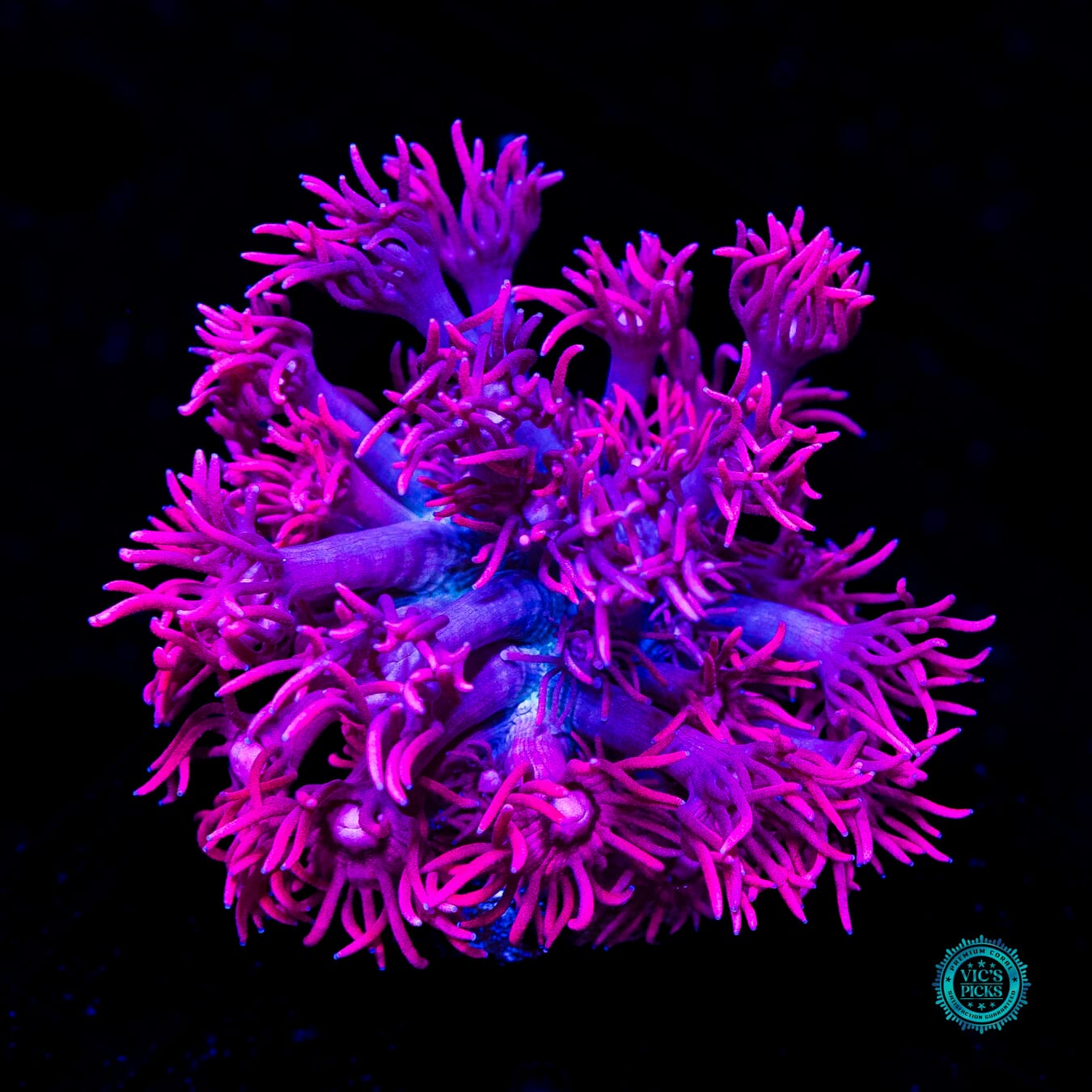 WWC Scorching Pink Lady Goniopora - Daylight Photo
