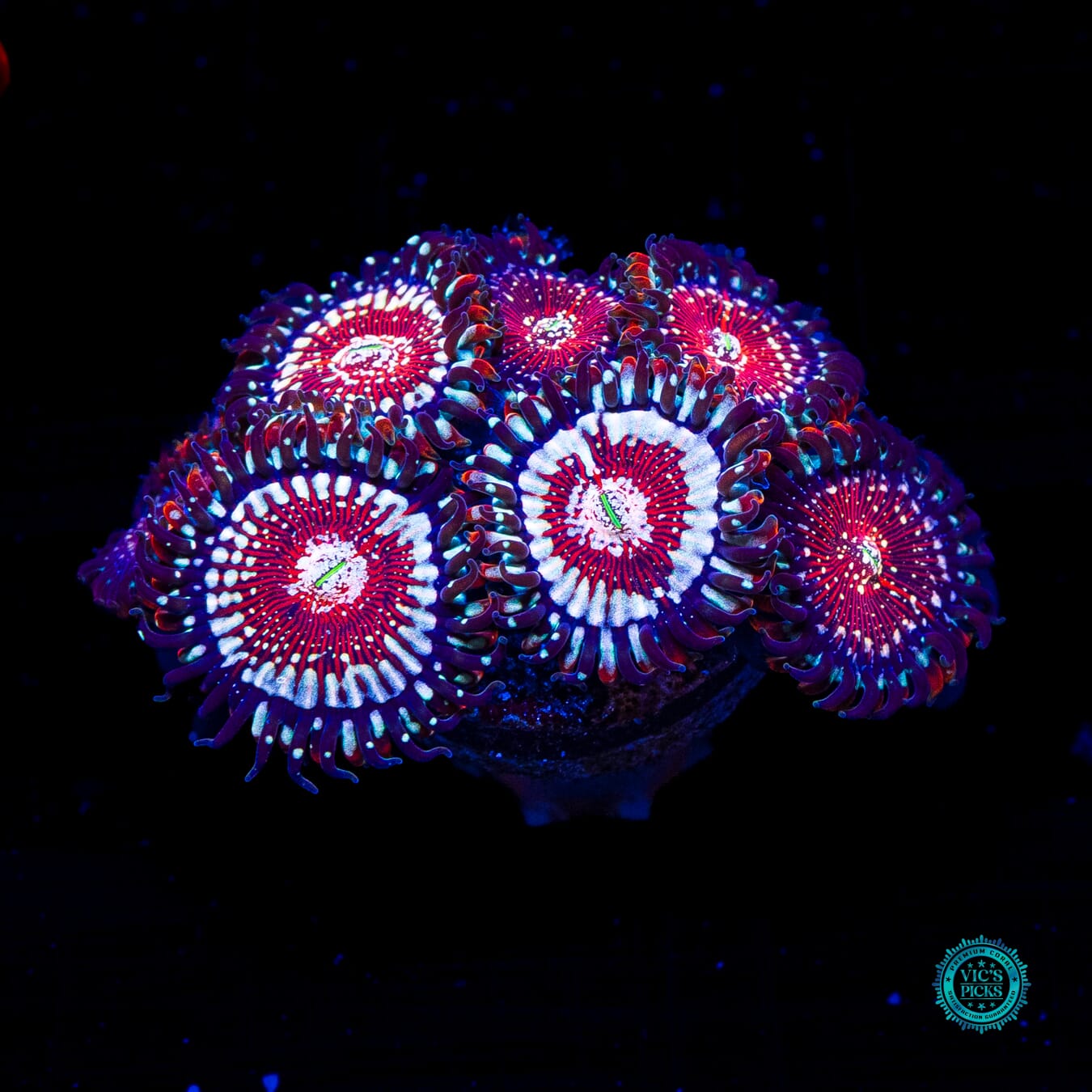 Salted Agave Zoanthids - Daylight Photo