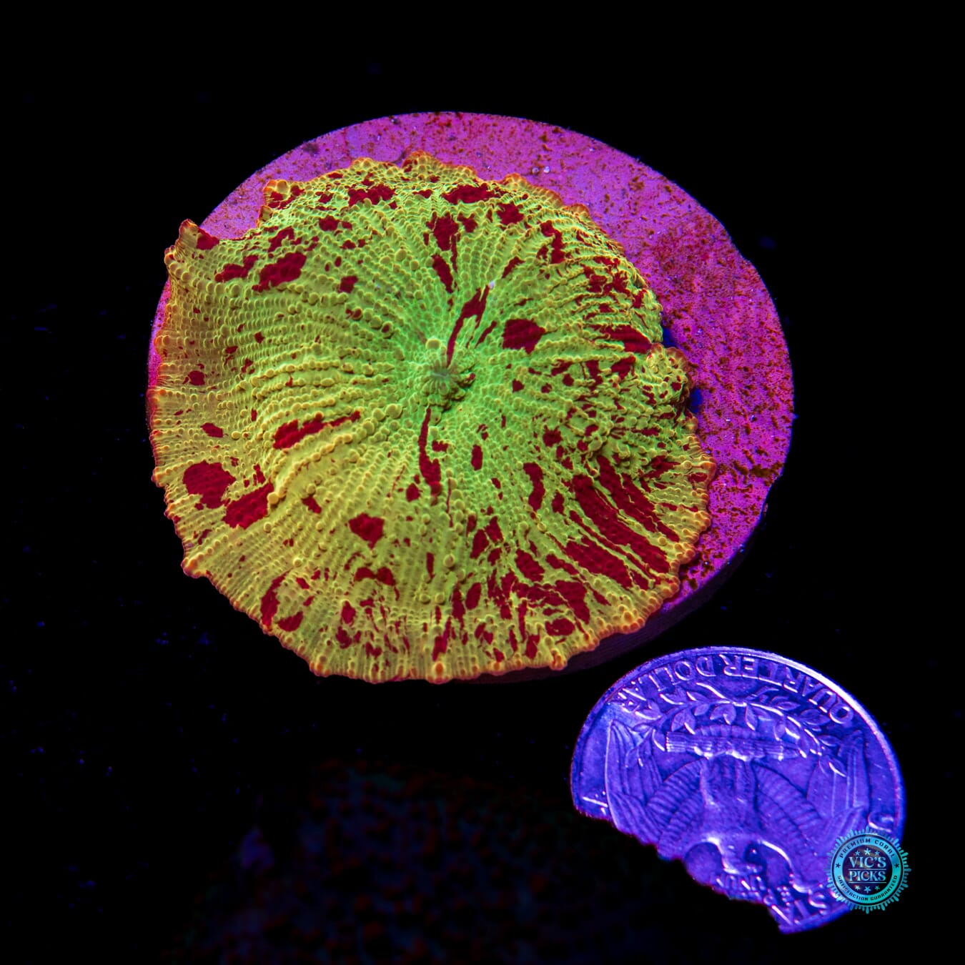 Jawbreaker Mushroom - Actinic Photo