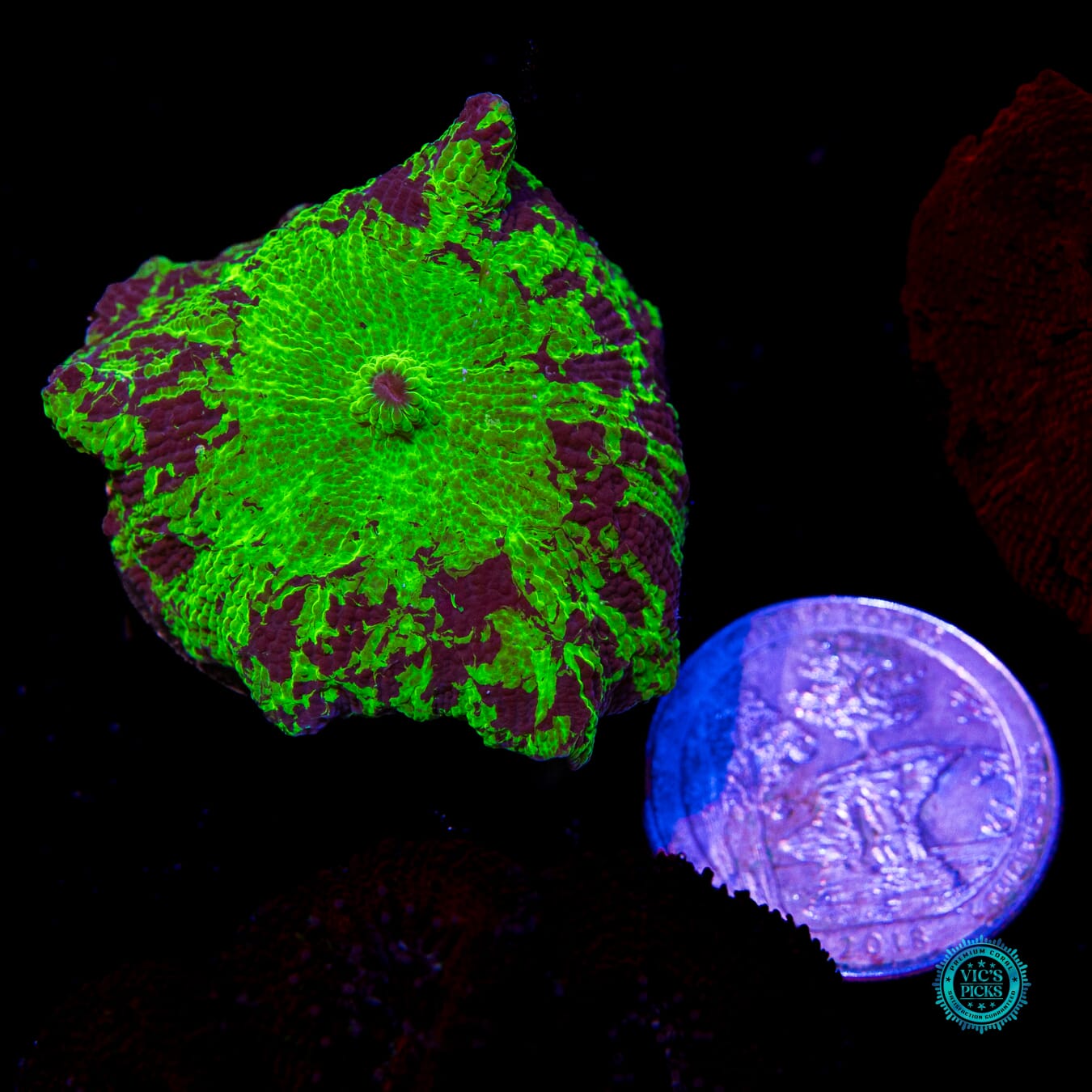 Kryptonite Disco Mushroom - Actinic Photo