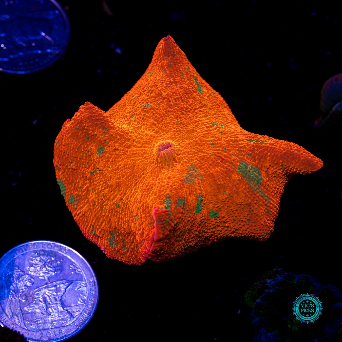 Candy Crush Jawbreaker Mushroom - Actinic Photo