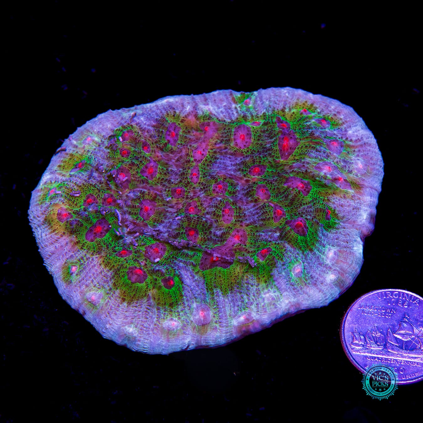 WWC Avatar Mycedium Chalice - Actinic Photo